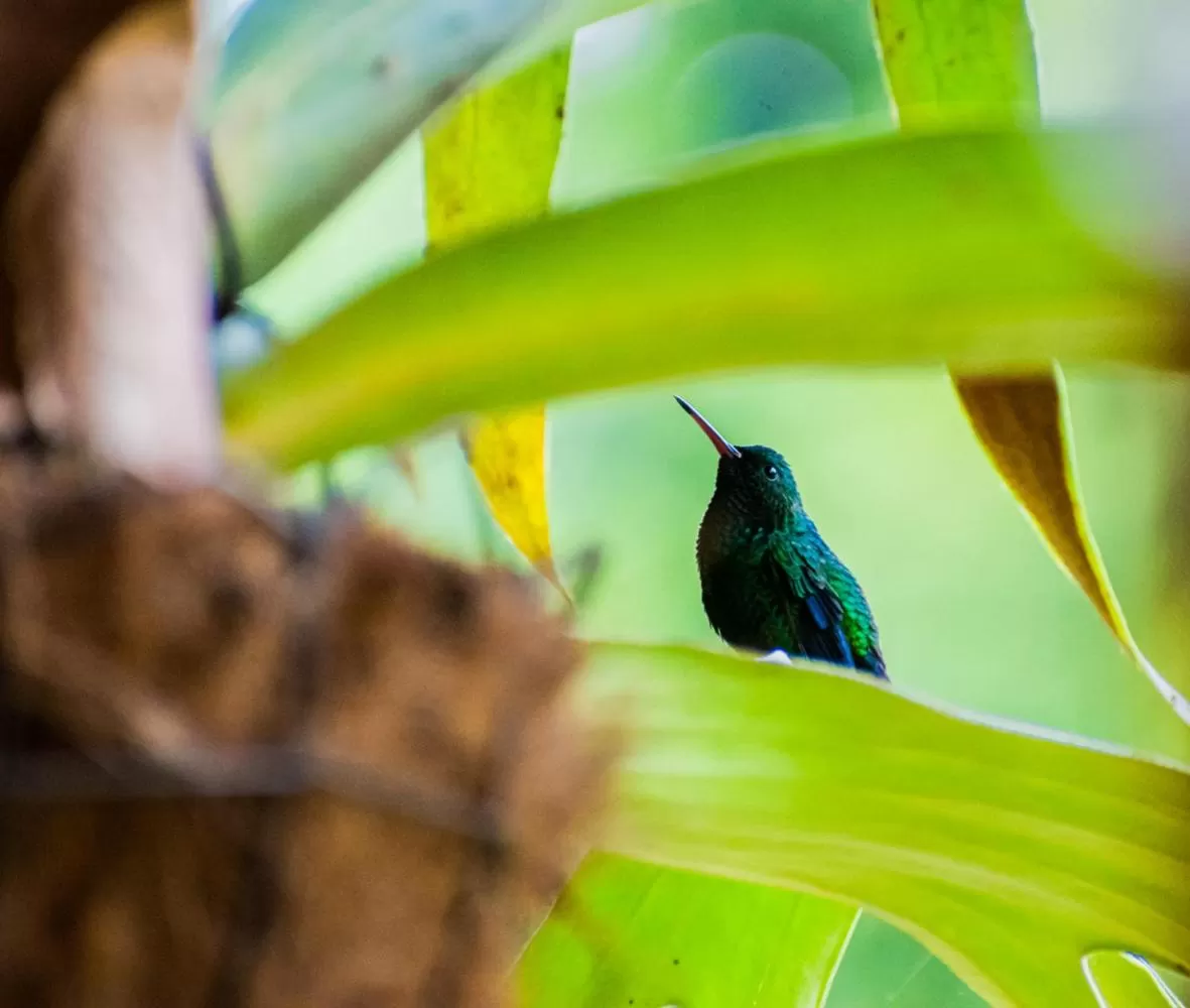 Other Animals in Villa Cristina - Casa Boutique