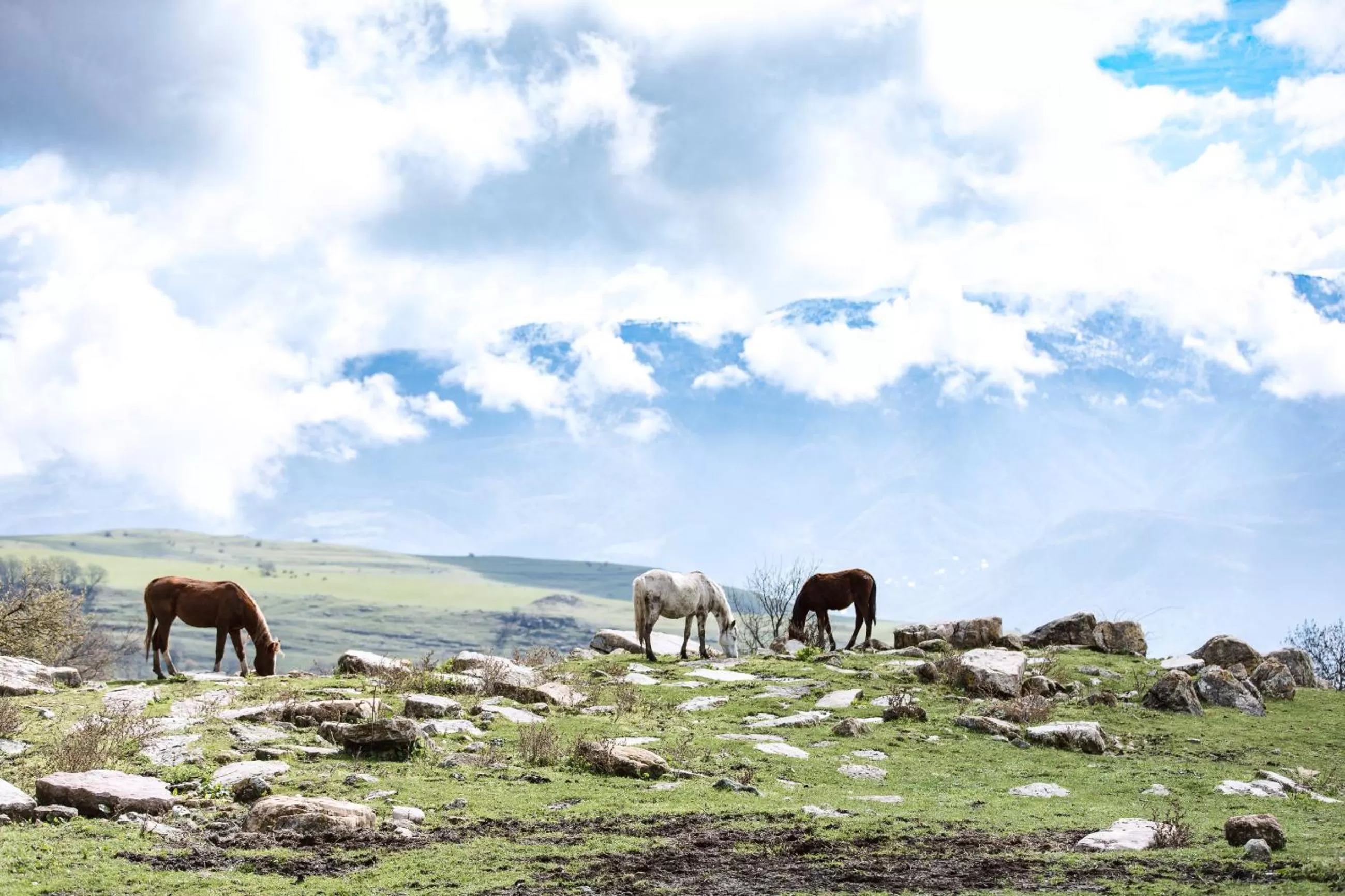 Mountain view, Other Animals in Apaga Resort