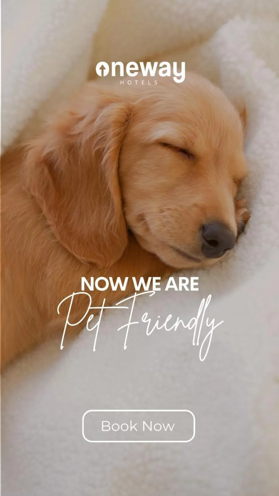 Pets in Oneway Savannah