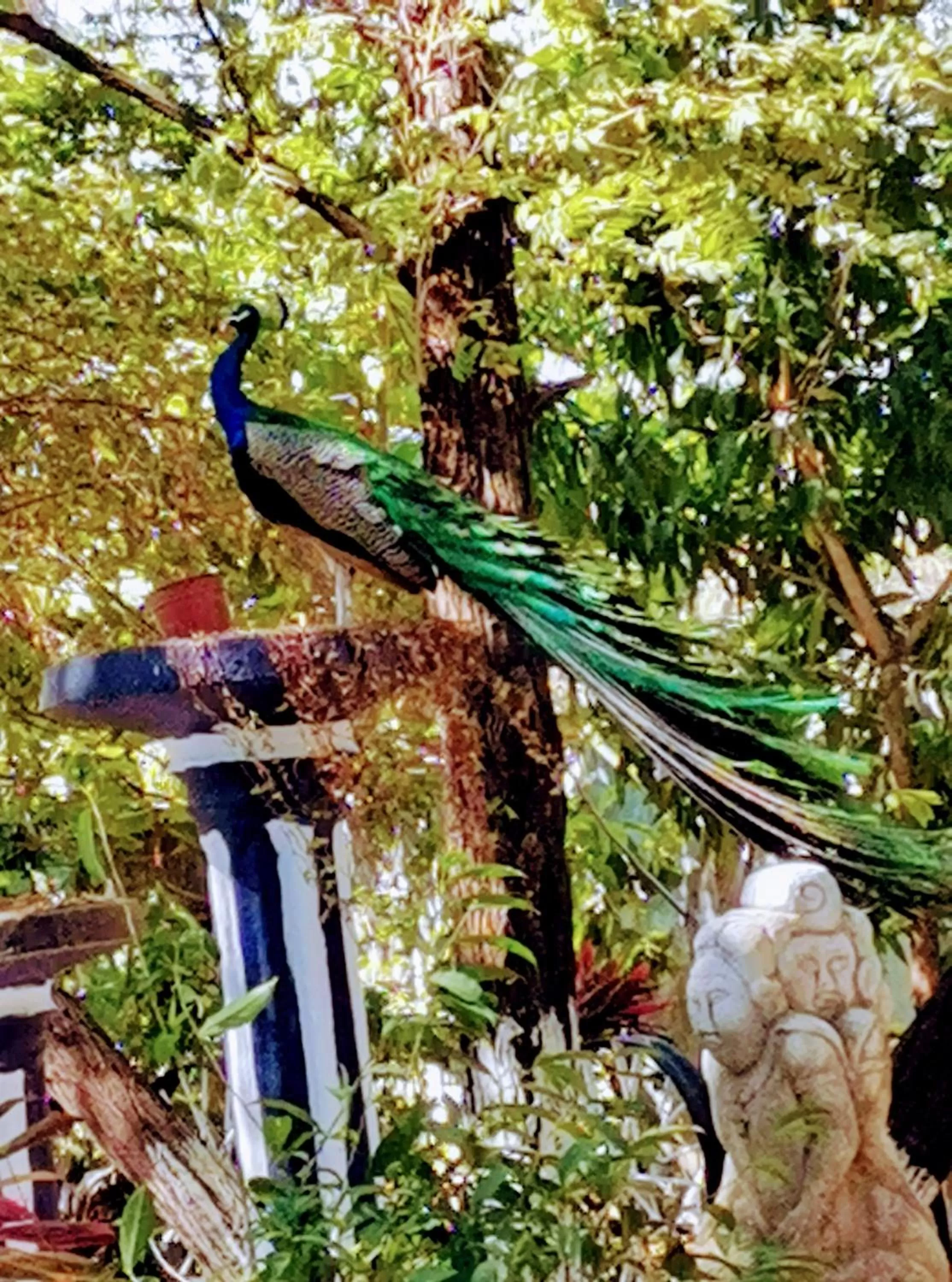 Other Animals in Hostalito El Greco