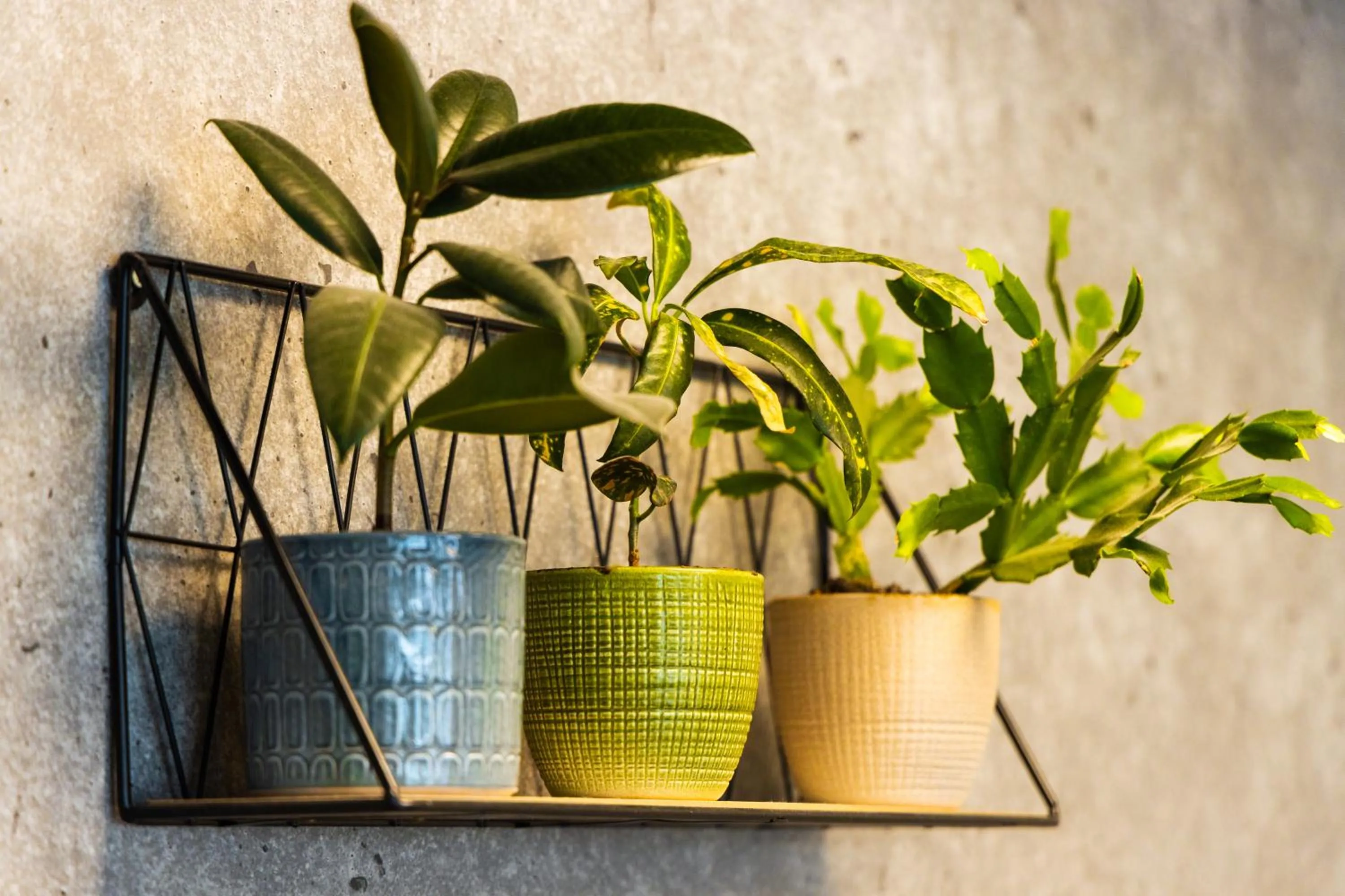 Decorative detail in ibis budget Paris Porte de Vanves