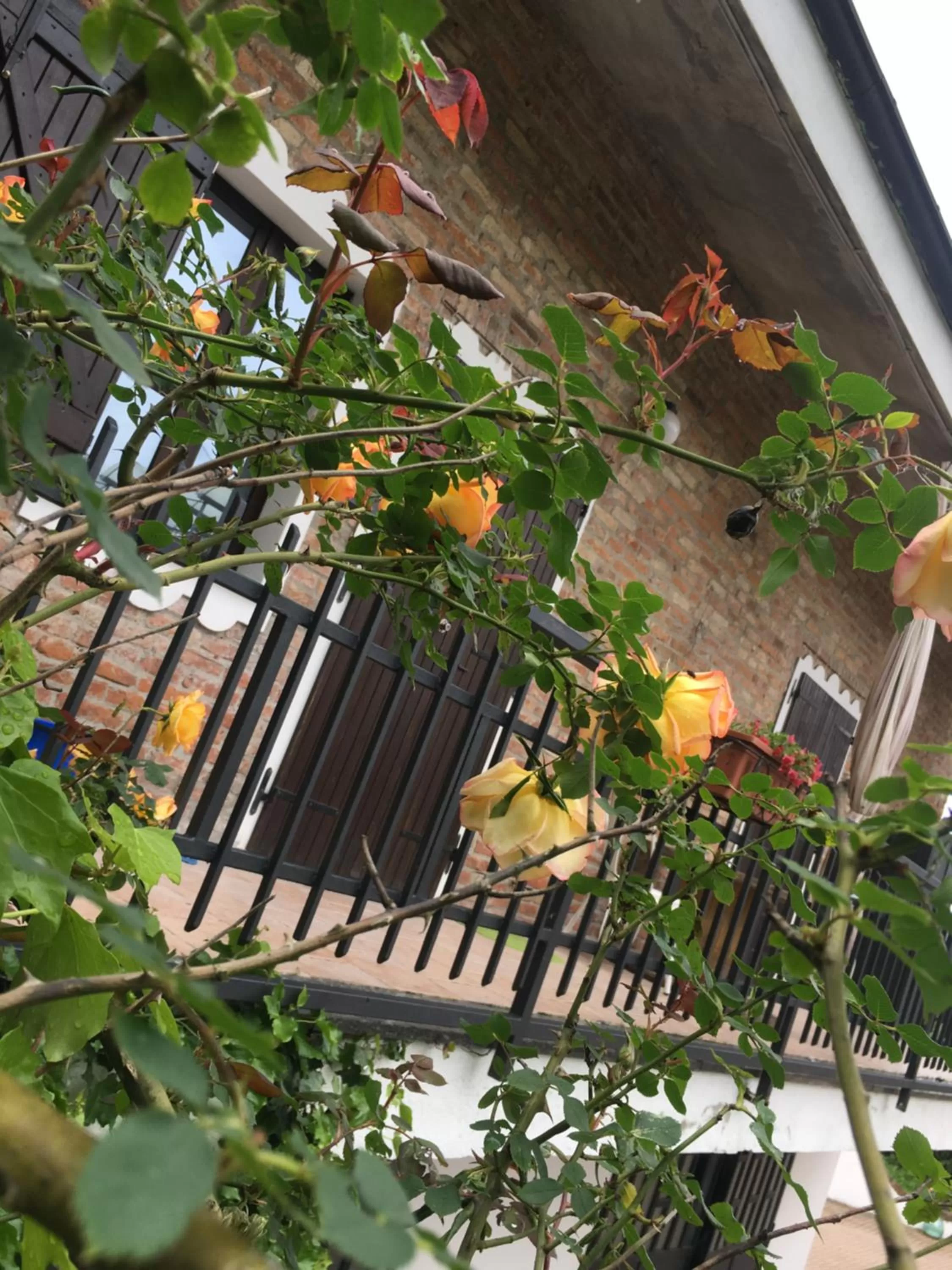 Rossella alla Villarella dei Tulipani