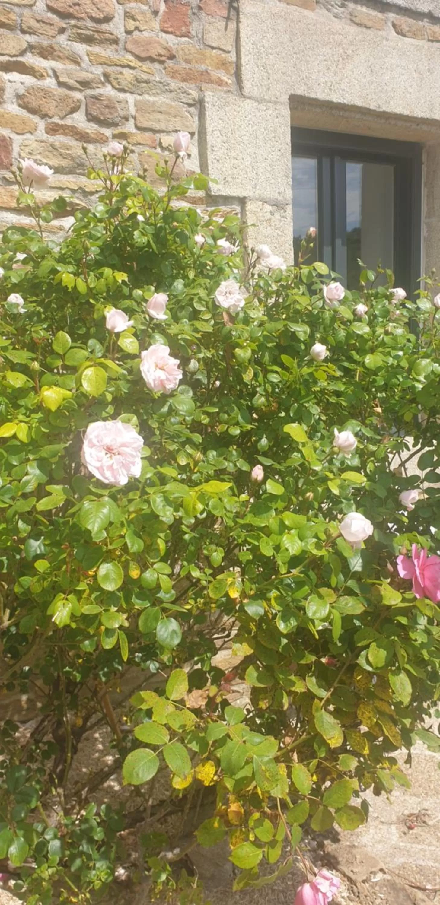 Garden in La Maison Keribin