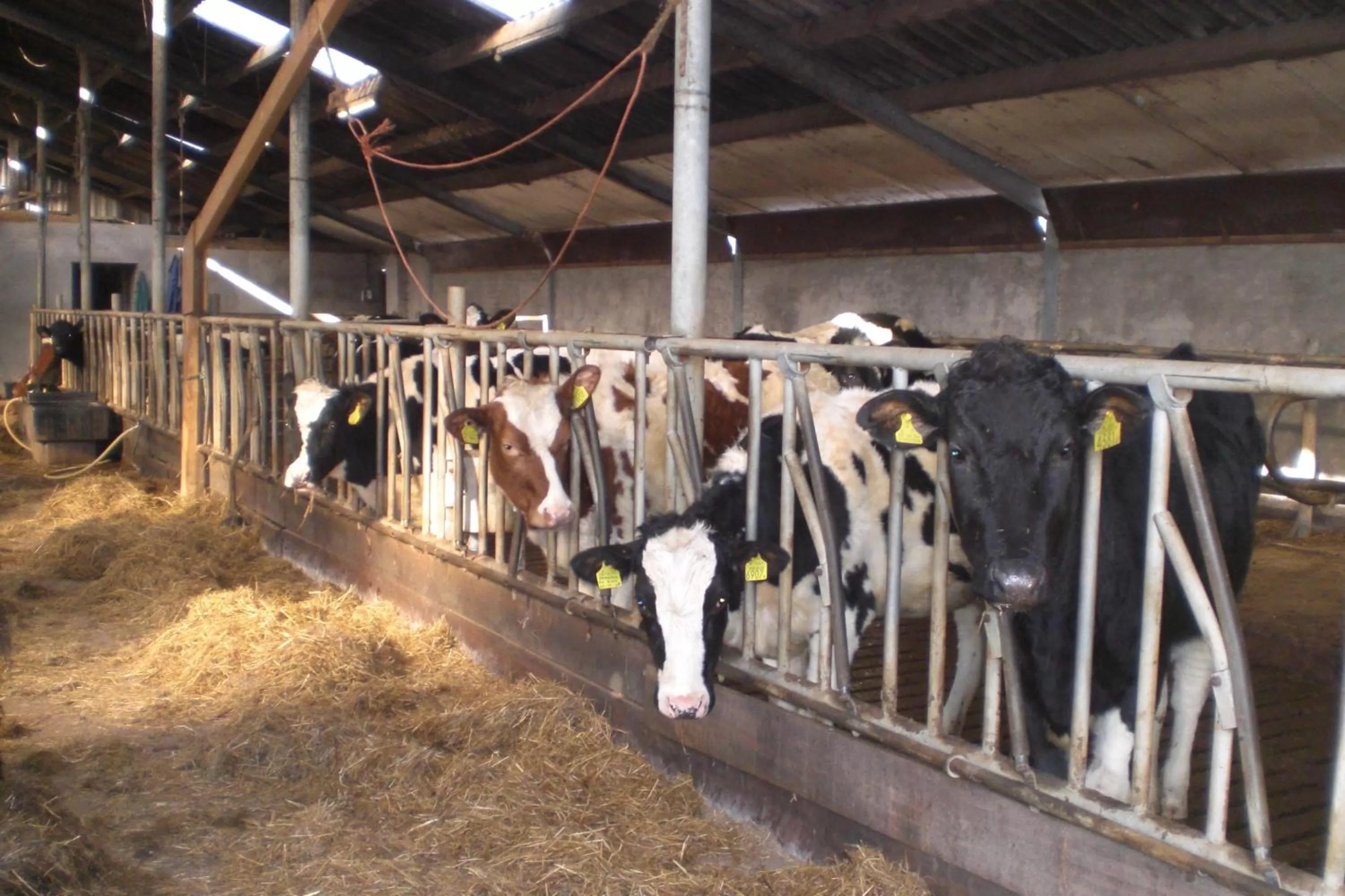 Animals in B&B de Rivierduin