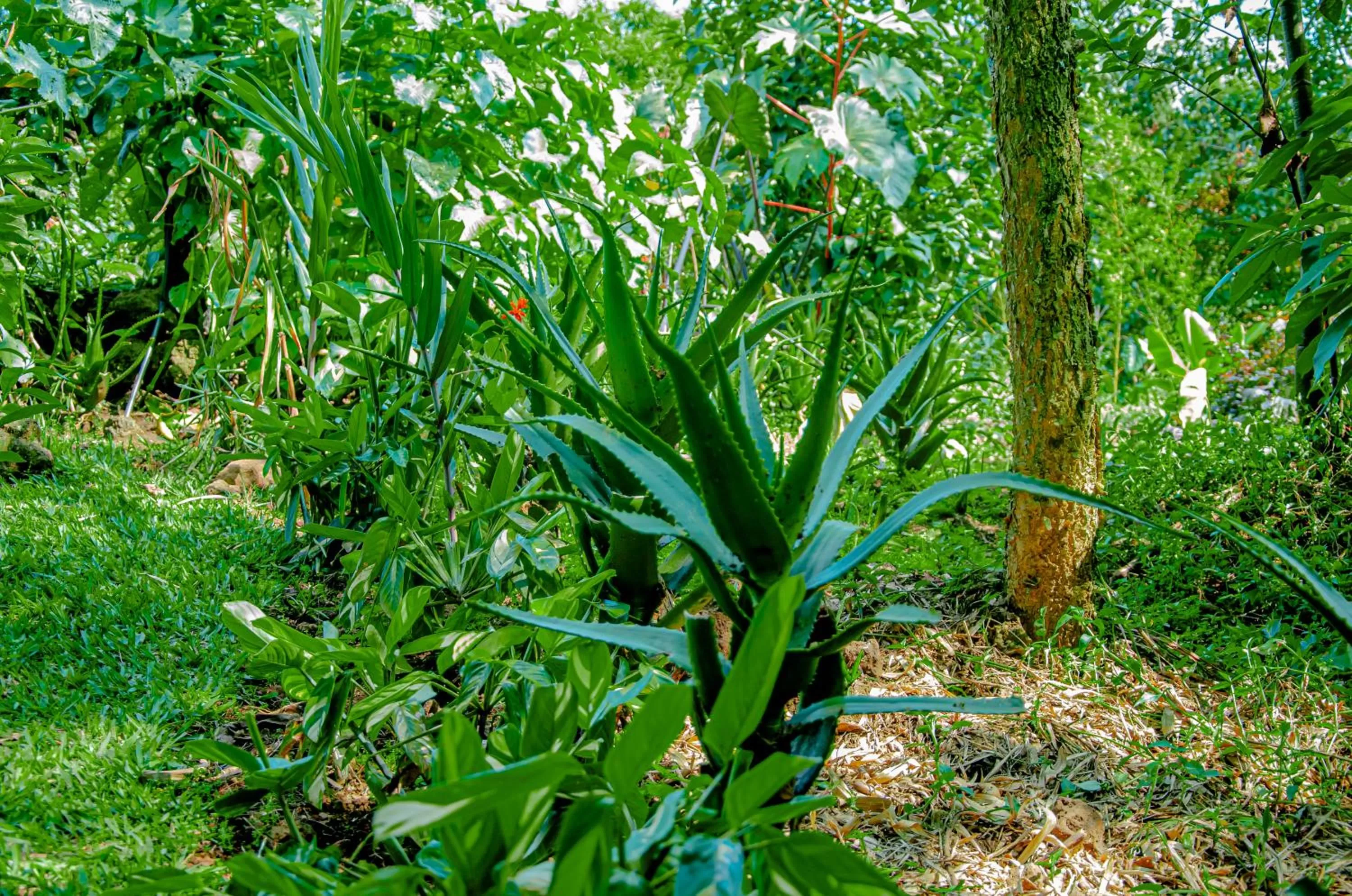 Garden in Fravan Eco Resort By Apogee