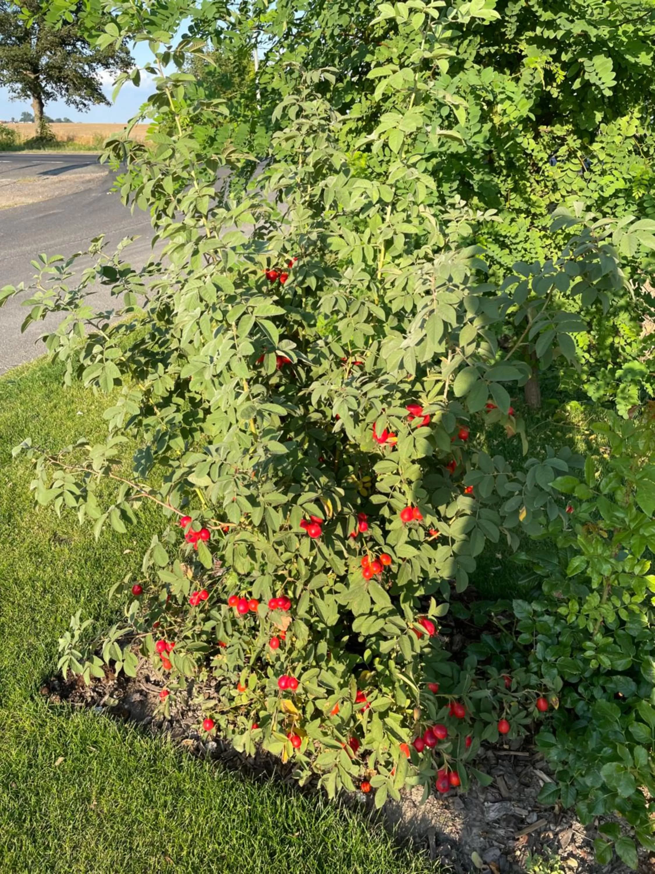 Garden in HOTEL Art Cafe