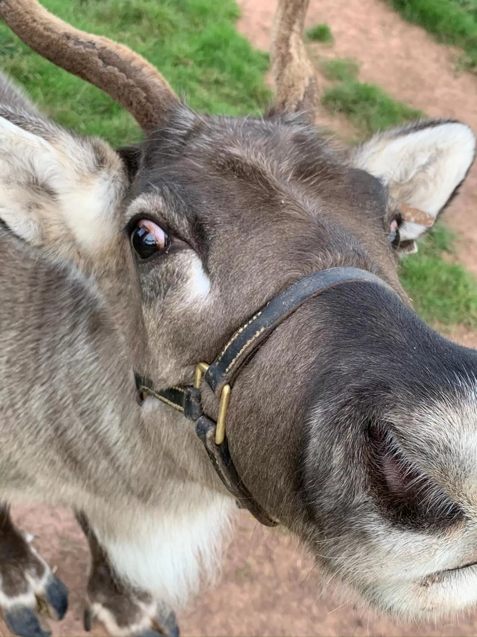 Other Animals in The Reindeer Retreat Daisy Double