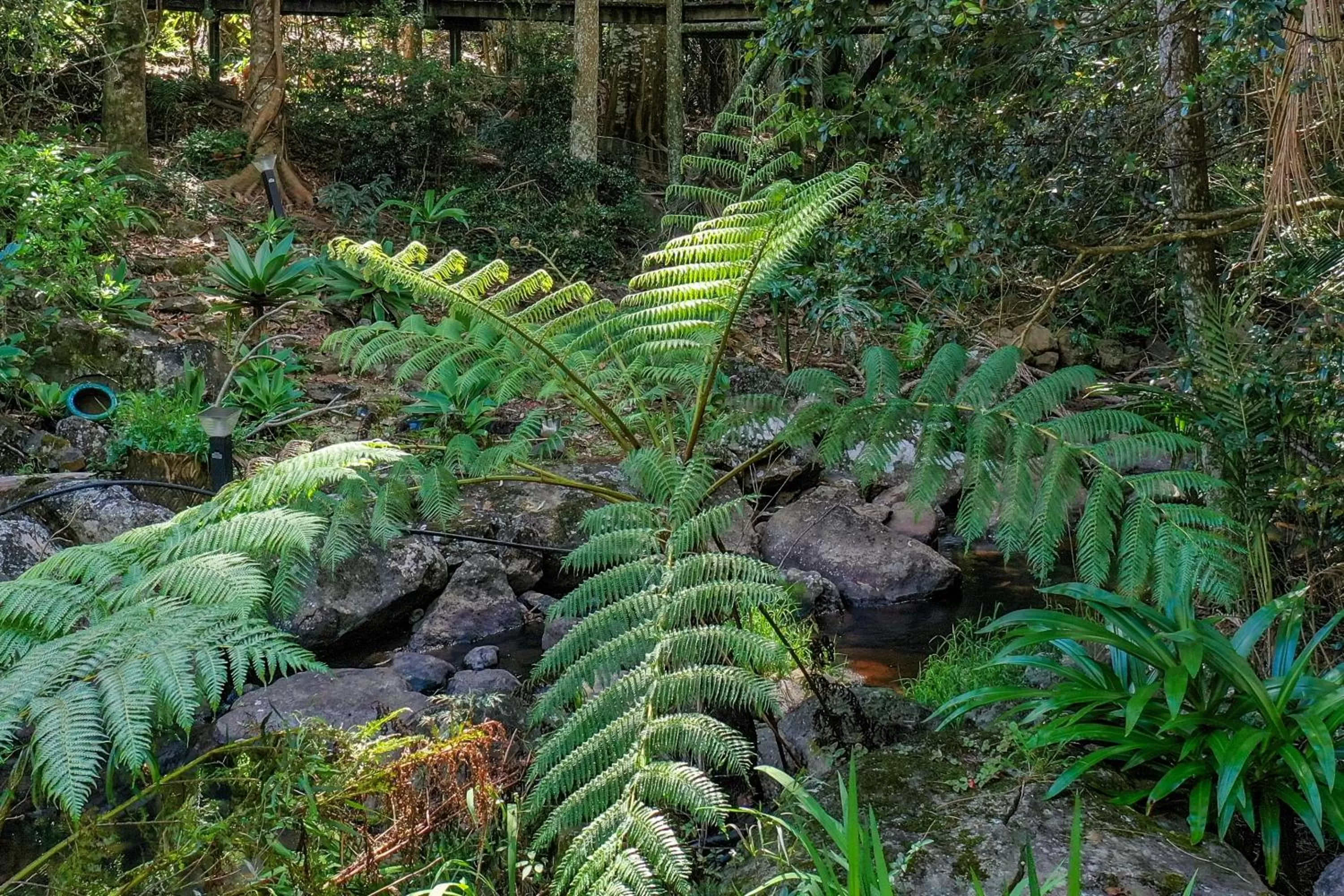Natural landscape in Tall Trees Motel Mountain Retreat