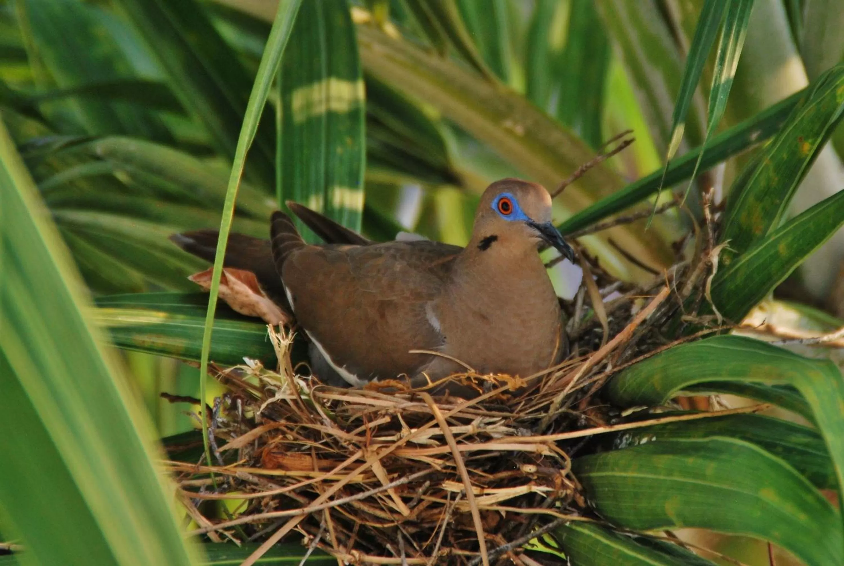 Garden in Hotel Lagoon - Pet Friendly