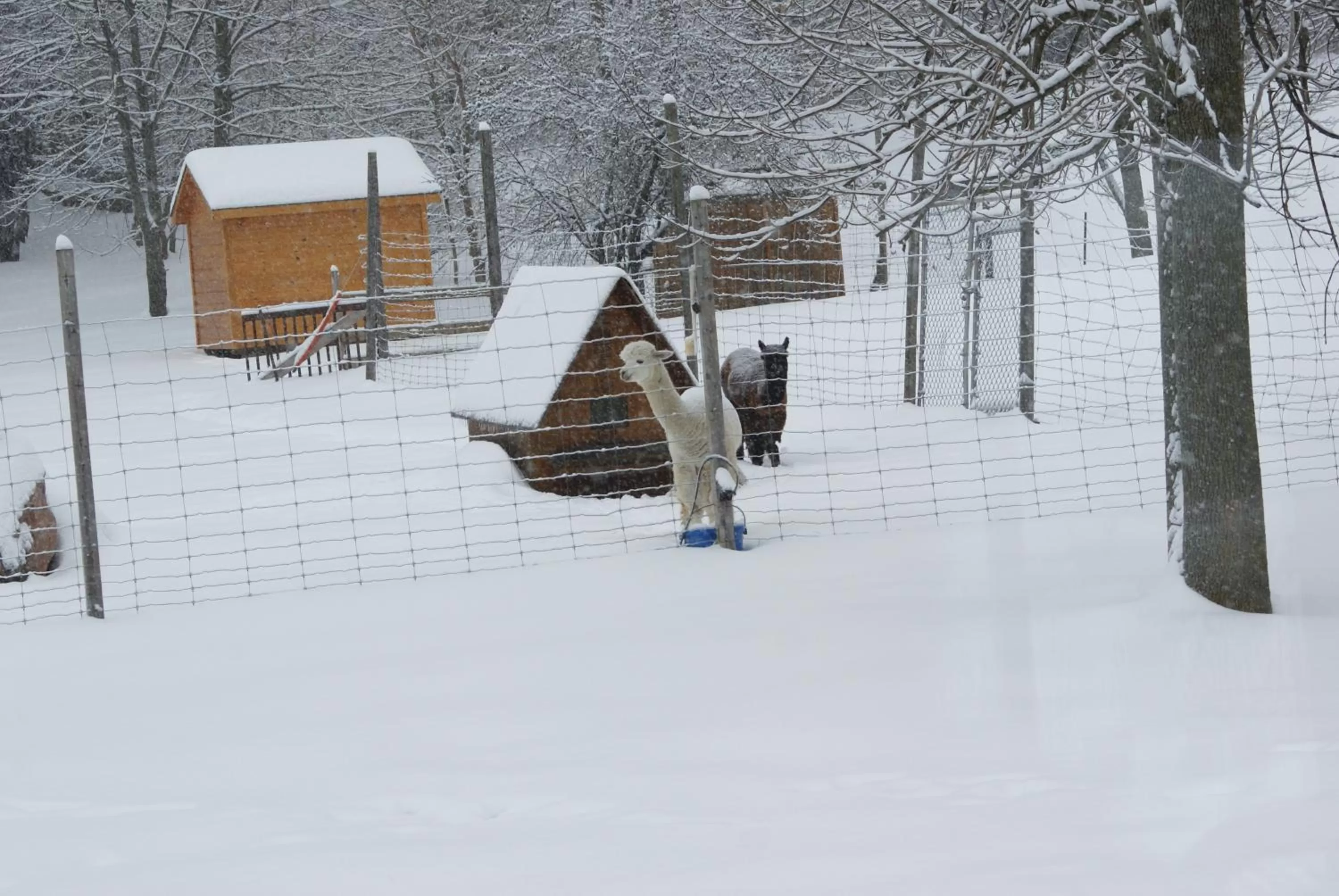 Pets in Liftlock Guest House
