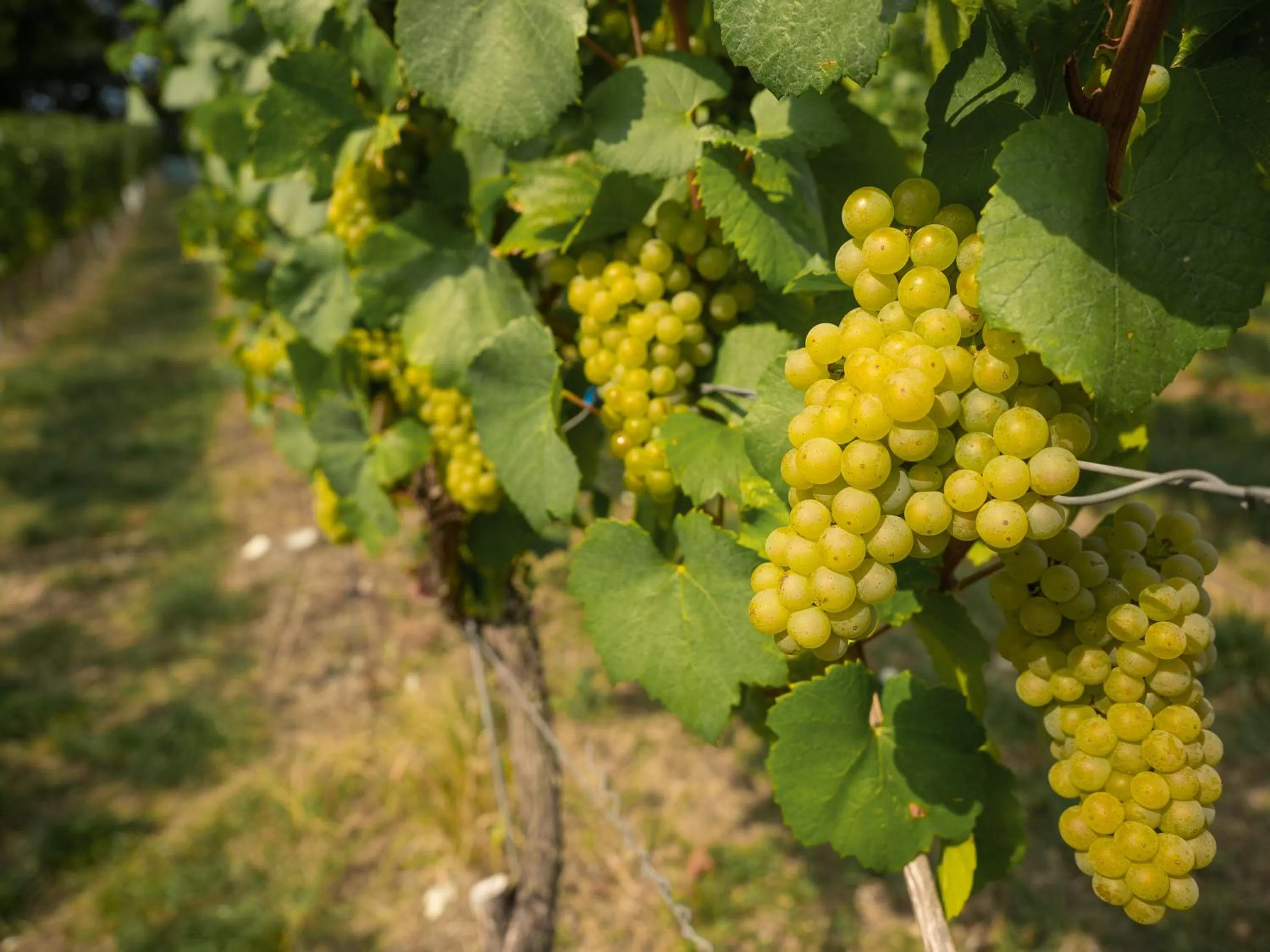 Staff in Vinotel Heinz J. Schwab