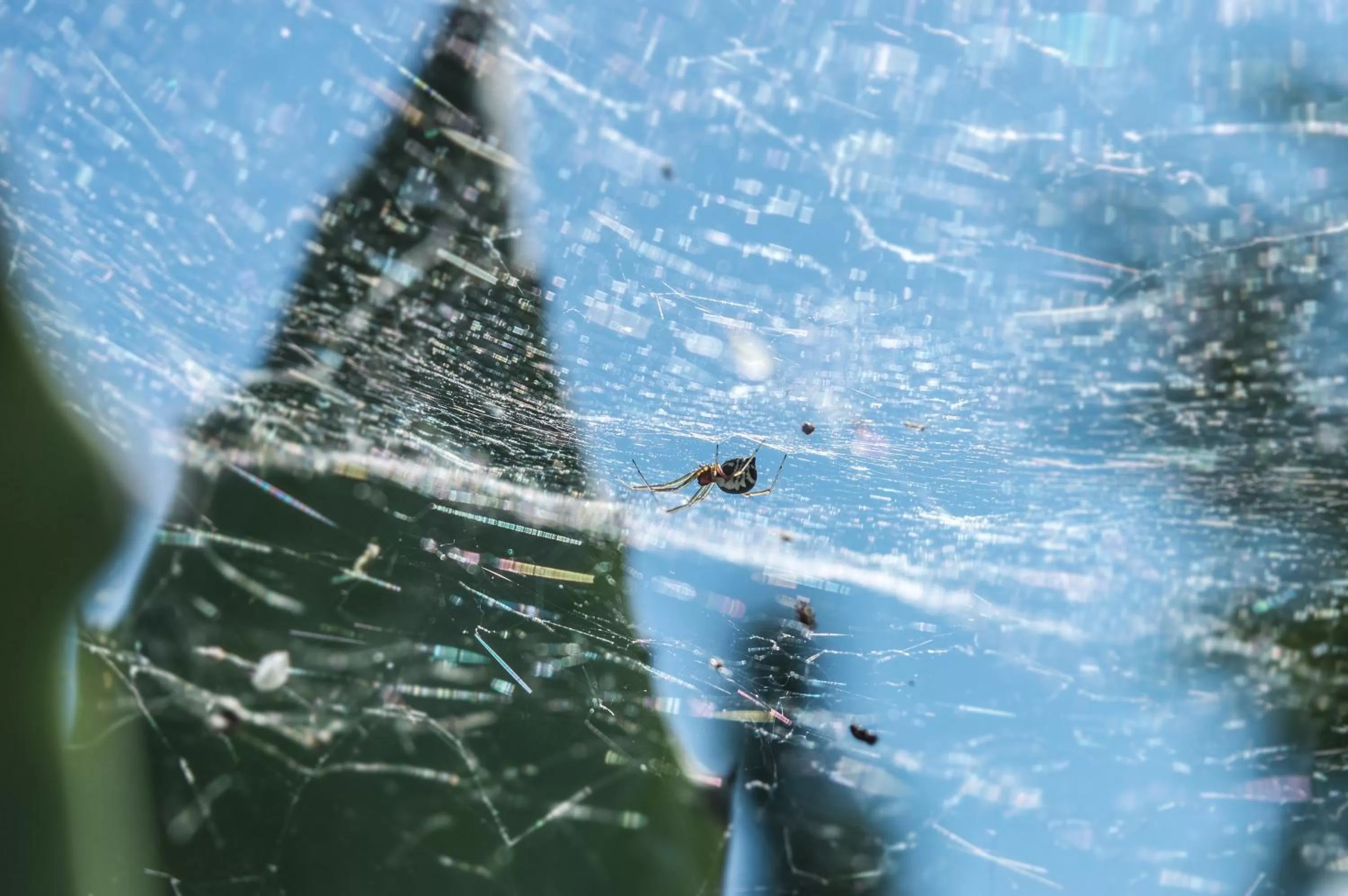 Decorative detail in Quattrocolli B&B