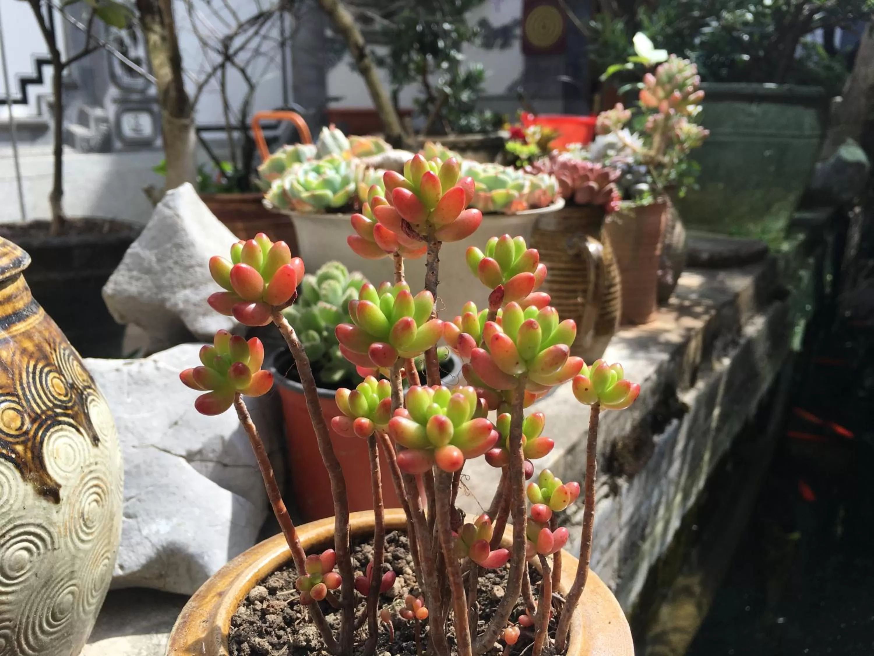 Garden in The Lily Pad Inn