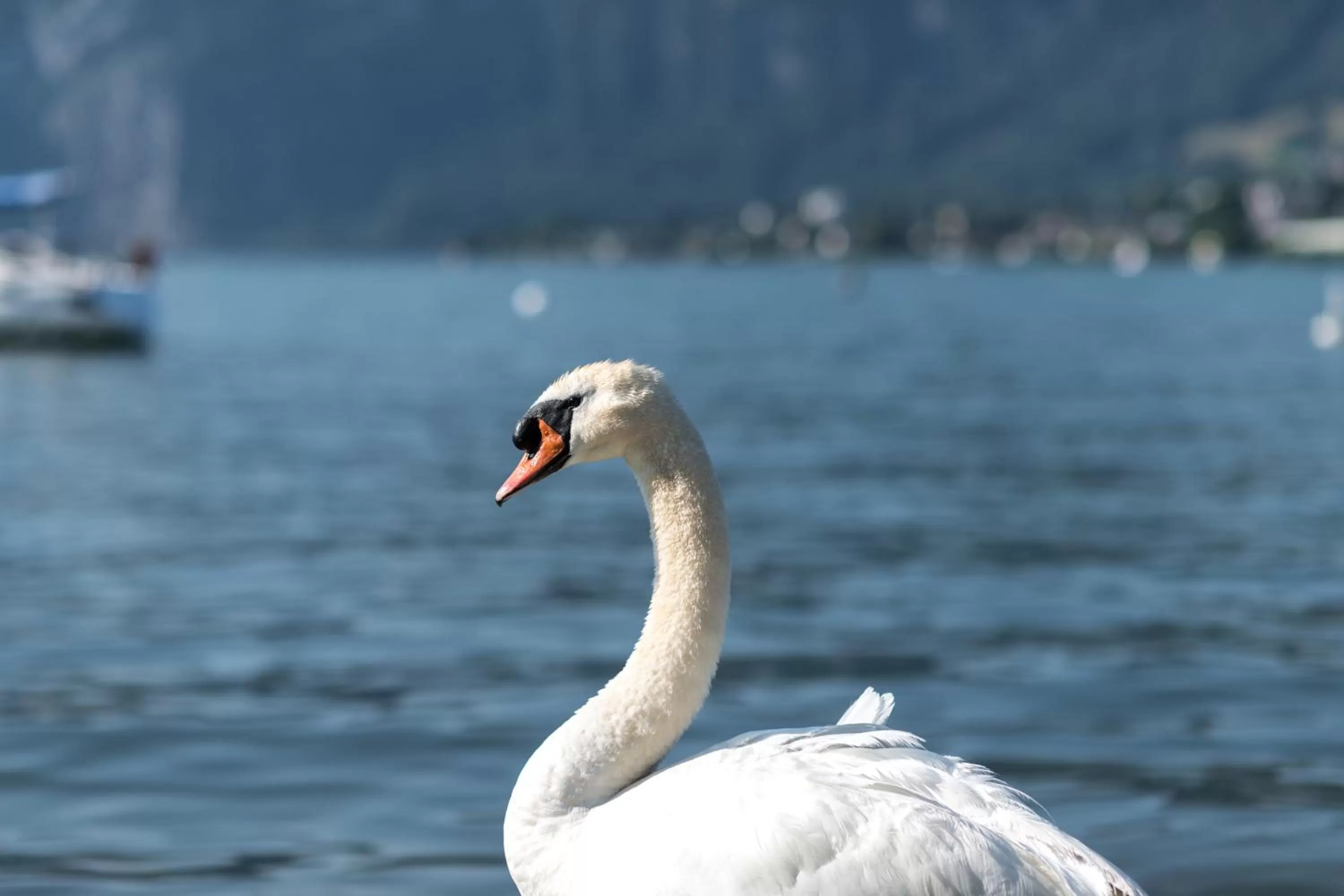 Animals in Seehotel Sternen