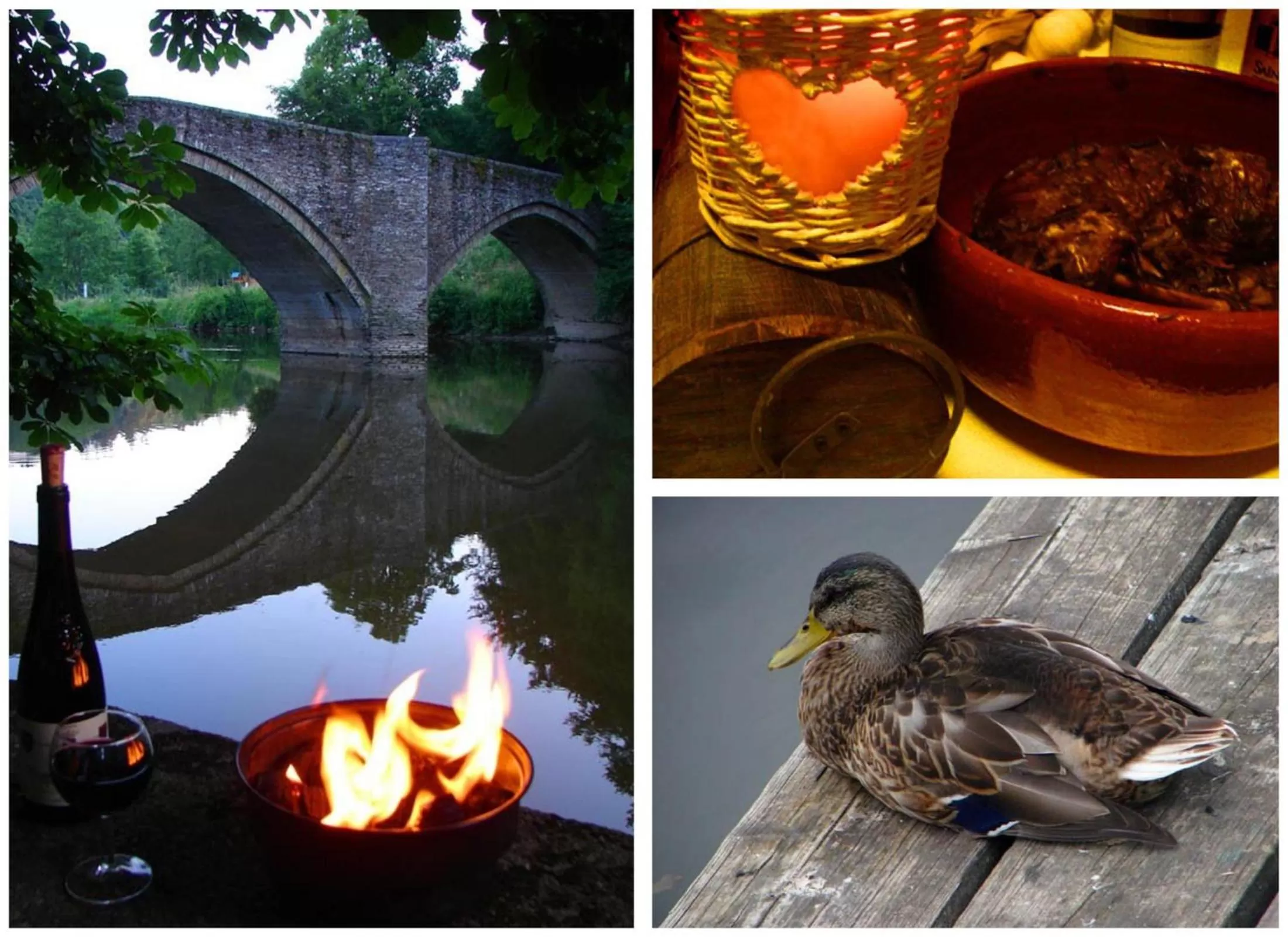 Animals, Other Animals in Golden Lion