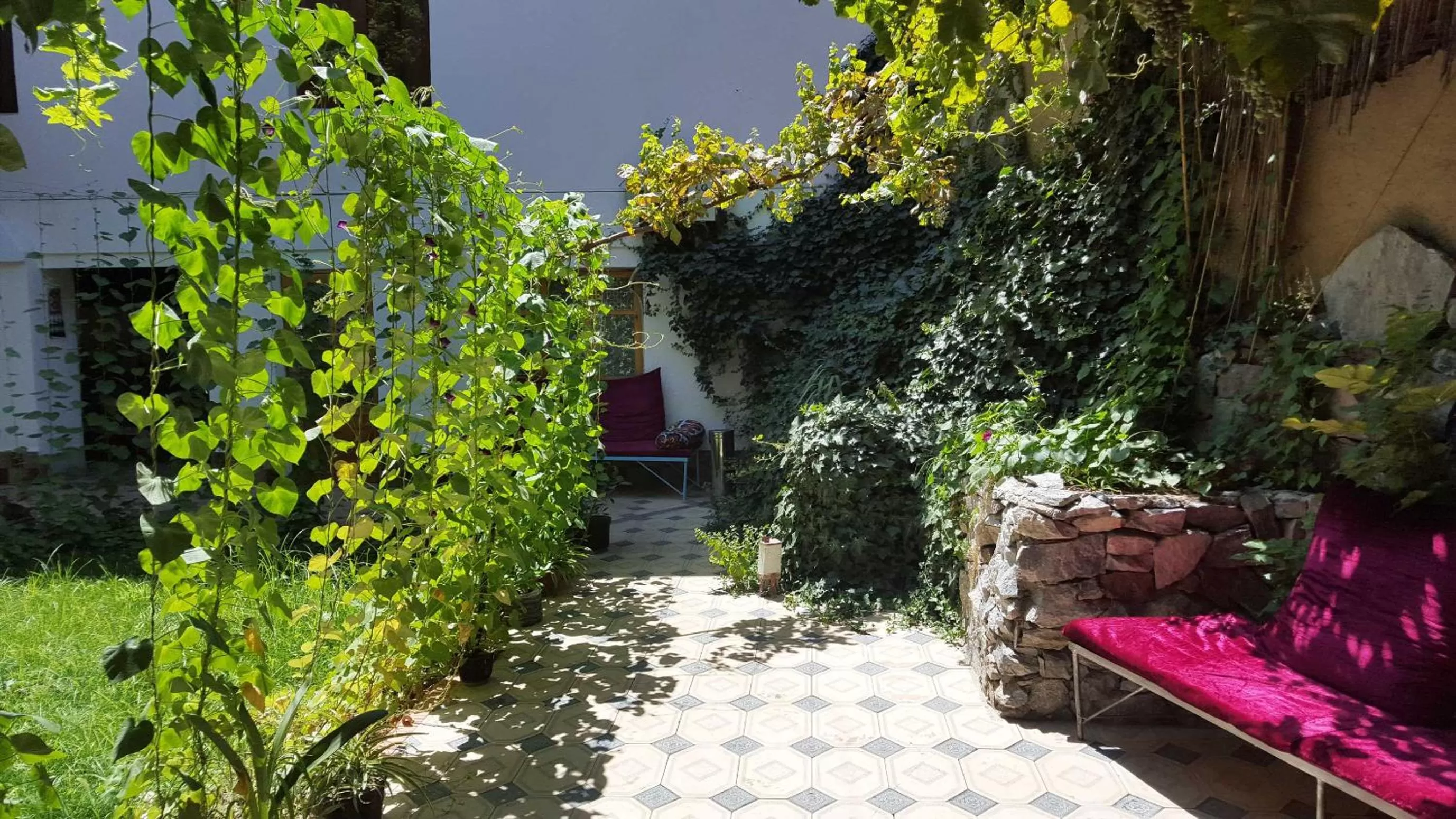 Garden in Jahongir Guest House