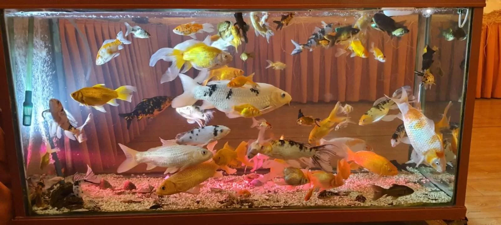 Restaurant/places to eat in Grand Yayla Hotel