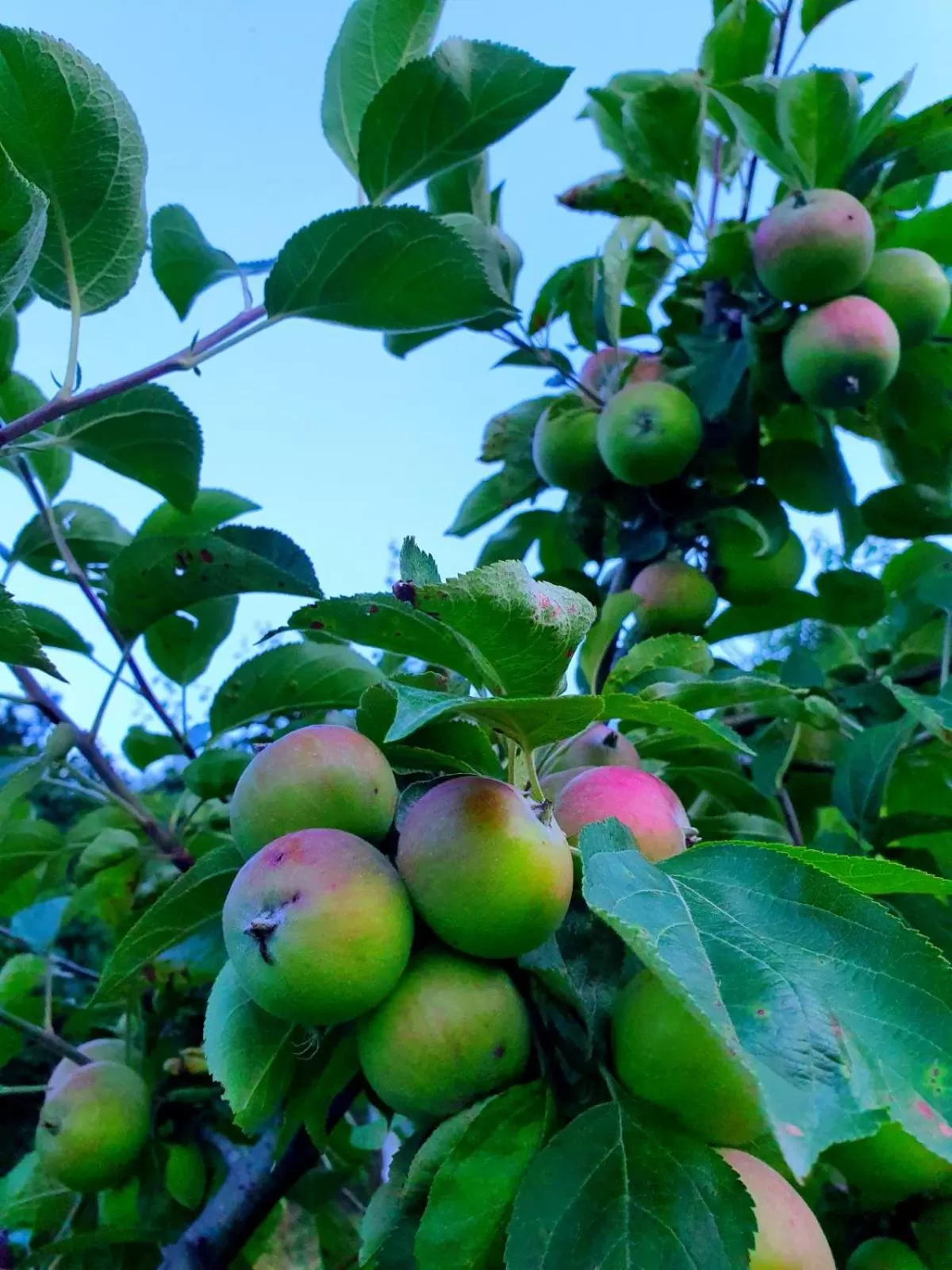 Spring, Food in Guest house Ijevan's Garden