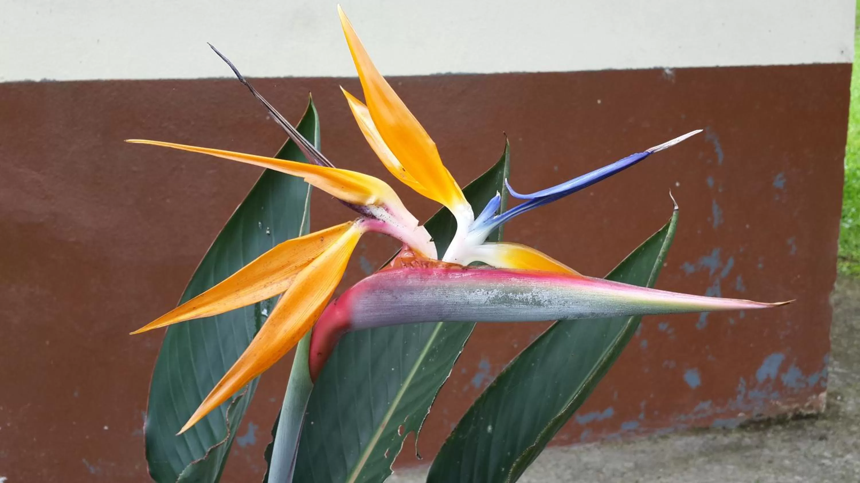 Other Animals in Cabañas Green House