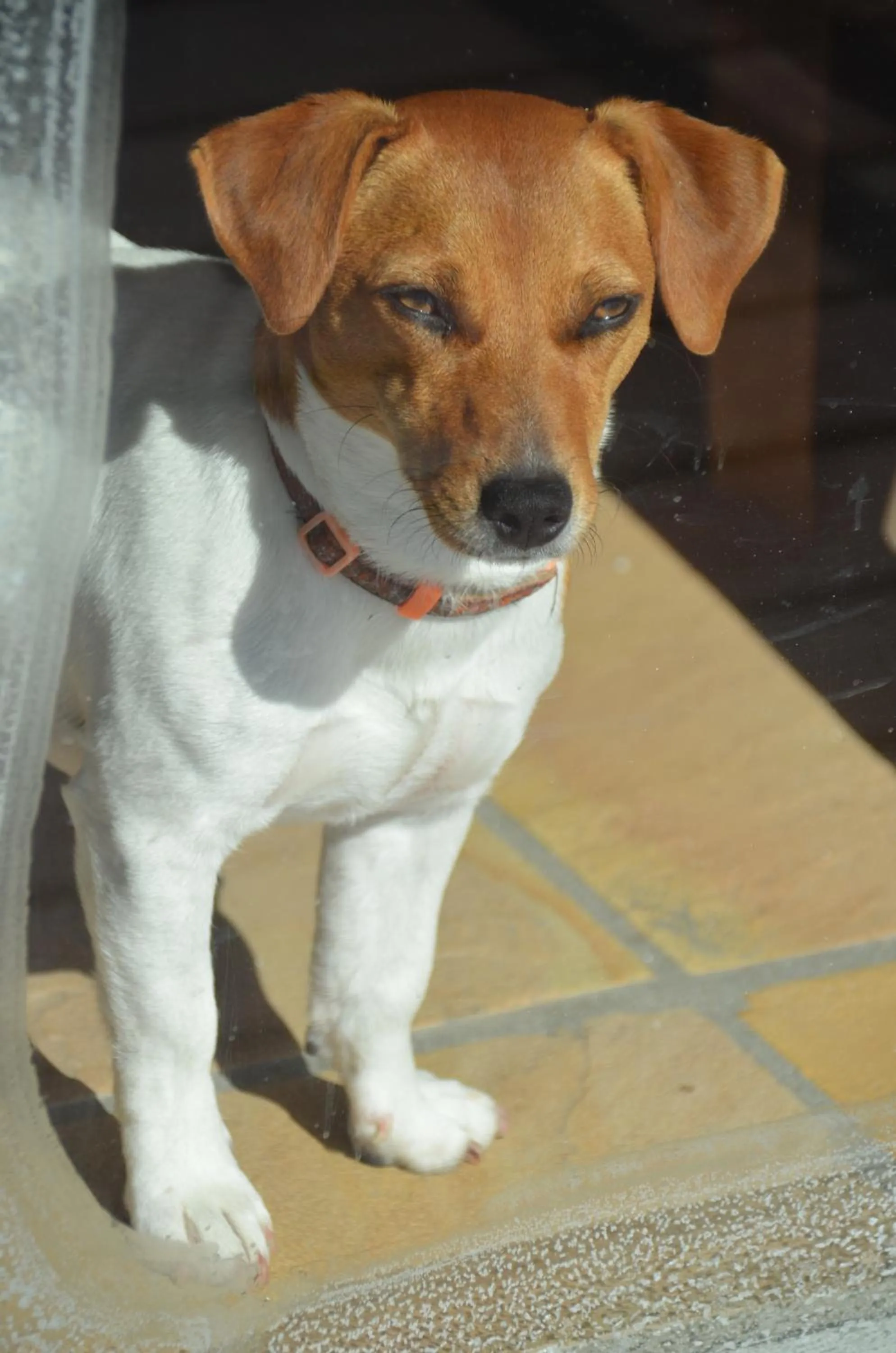 Pets in Moonglow Guesthouse