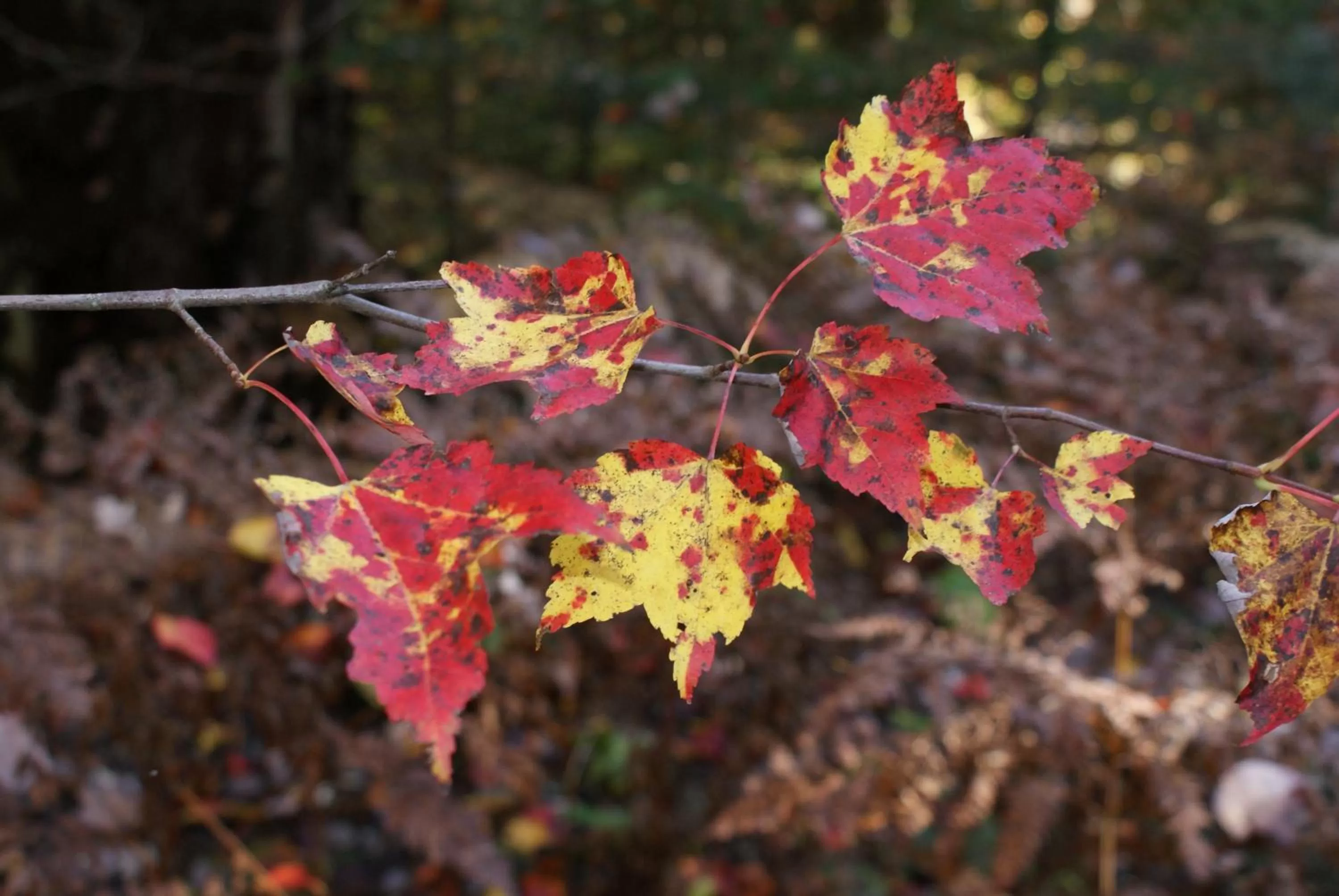 Top of Algonquin Bed and Breakfast