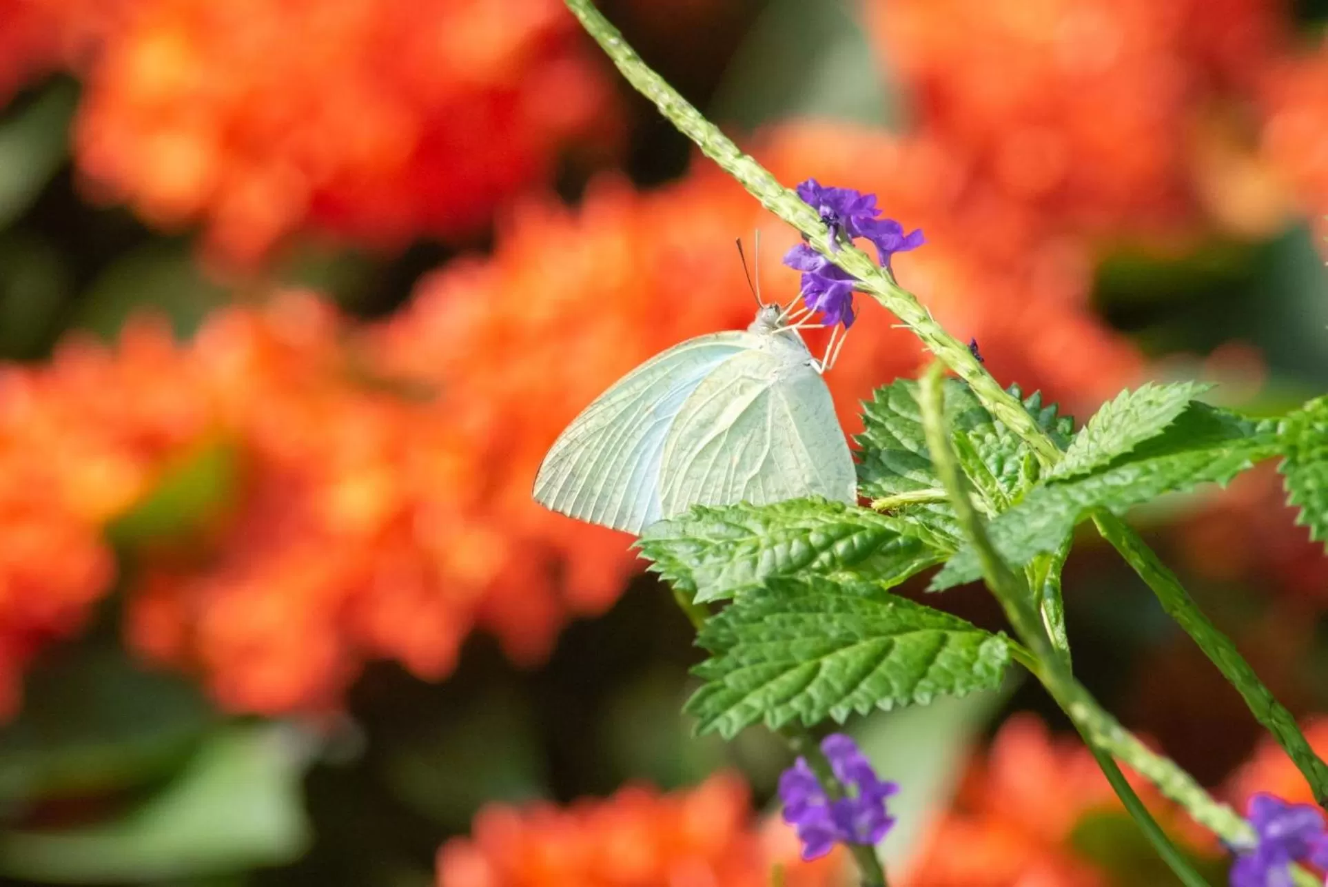 Garden in Hong Kong Gold Coast Hotel