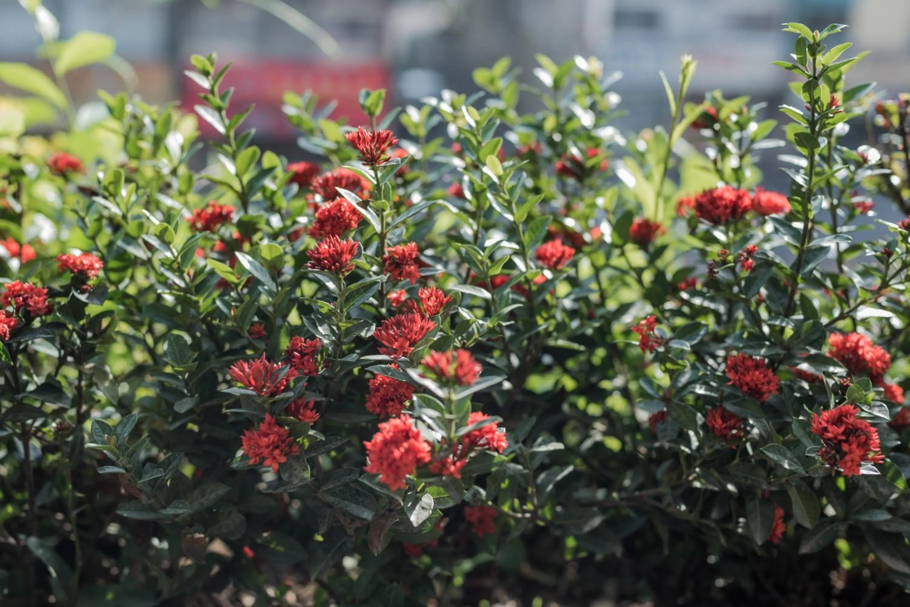 Garden in Bunk & Bilik Hotel Jalan Ipoh