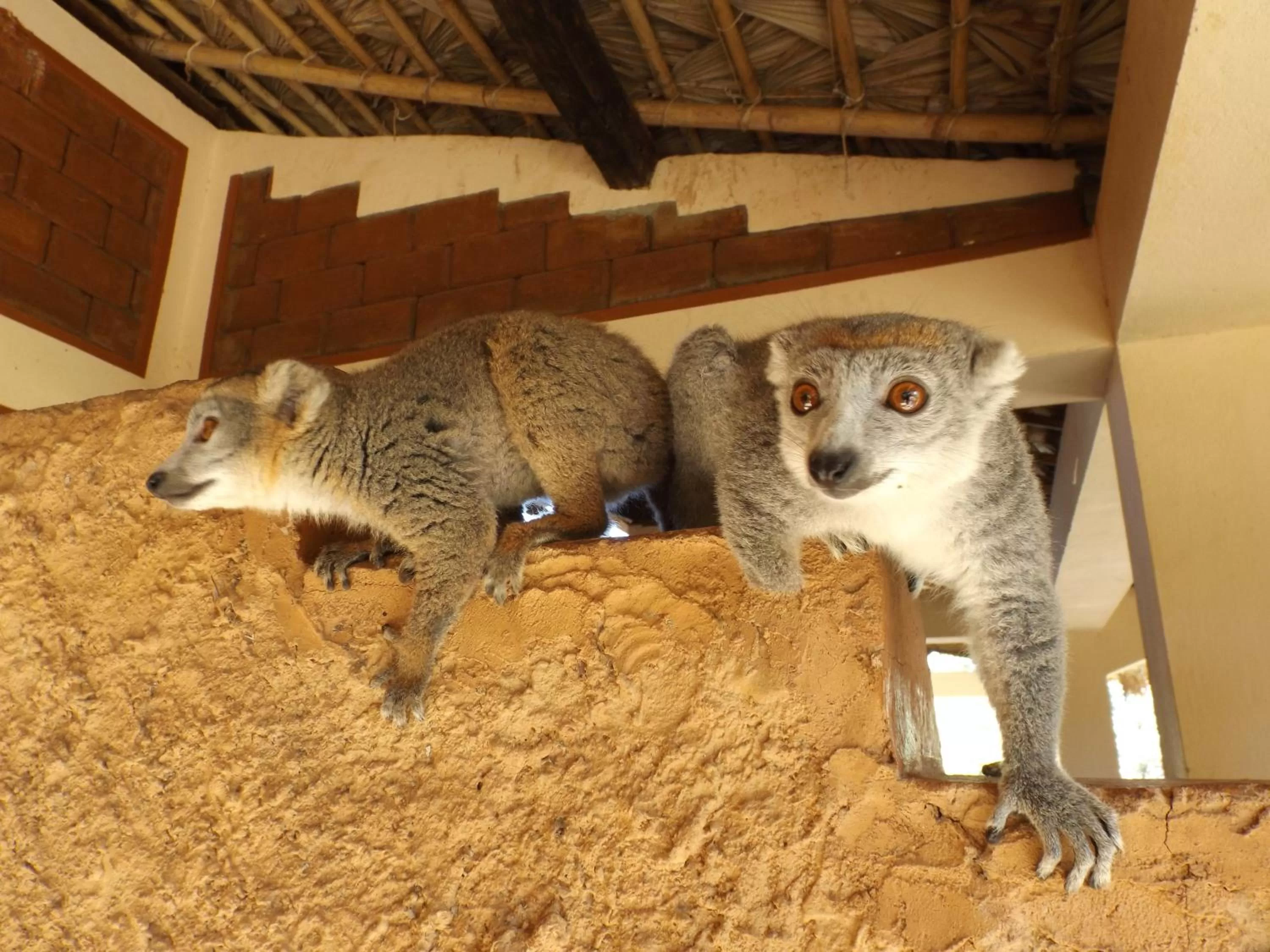Other, Other Animals in Hotel Lakana Ramena
