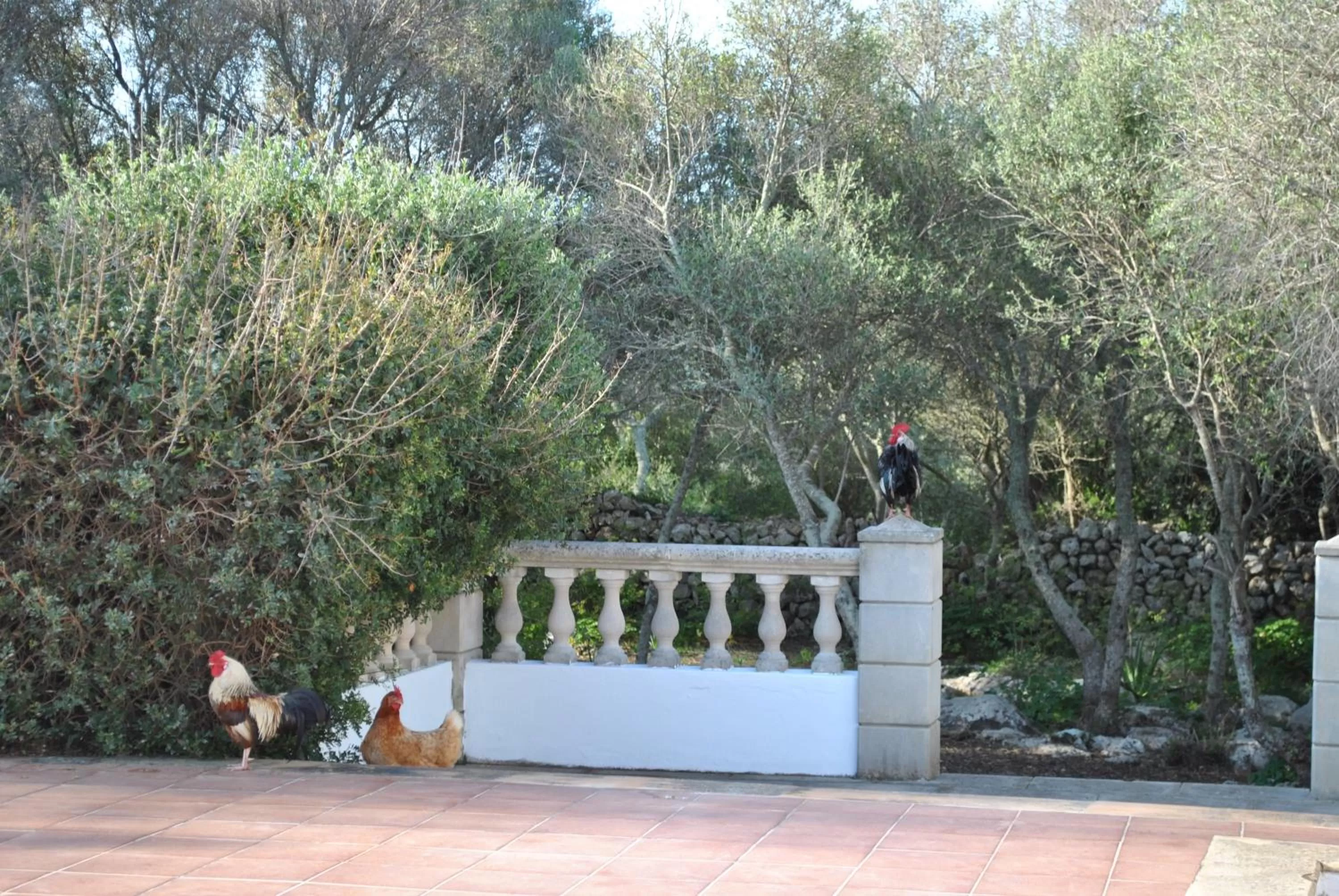 Animals, Guests in Agroturismo Binissafullet Vell