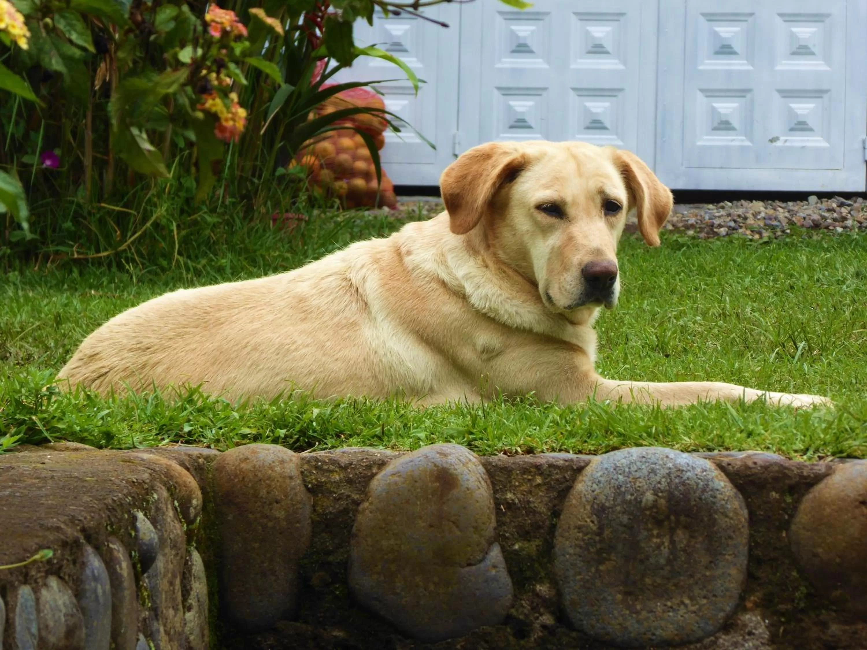 Pets in Finca El Cielo