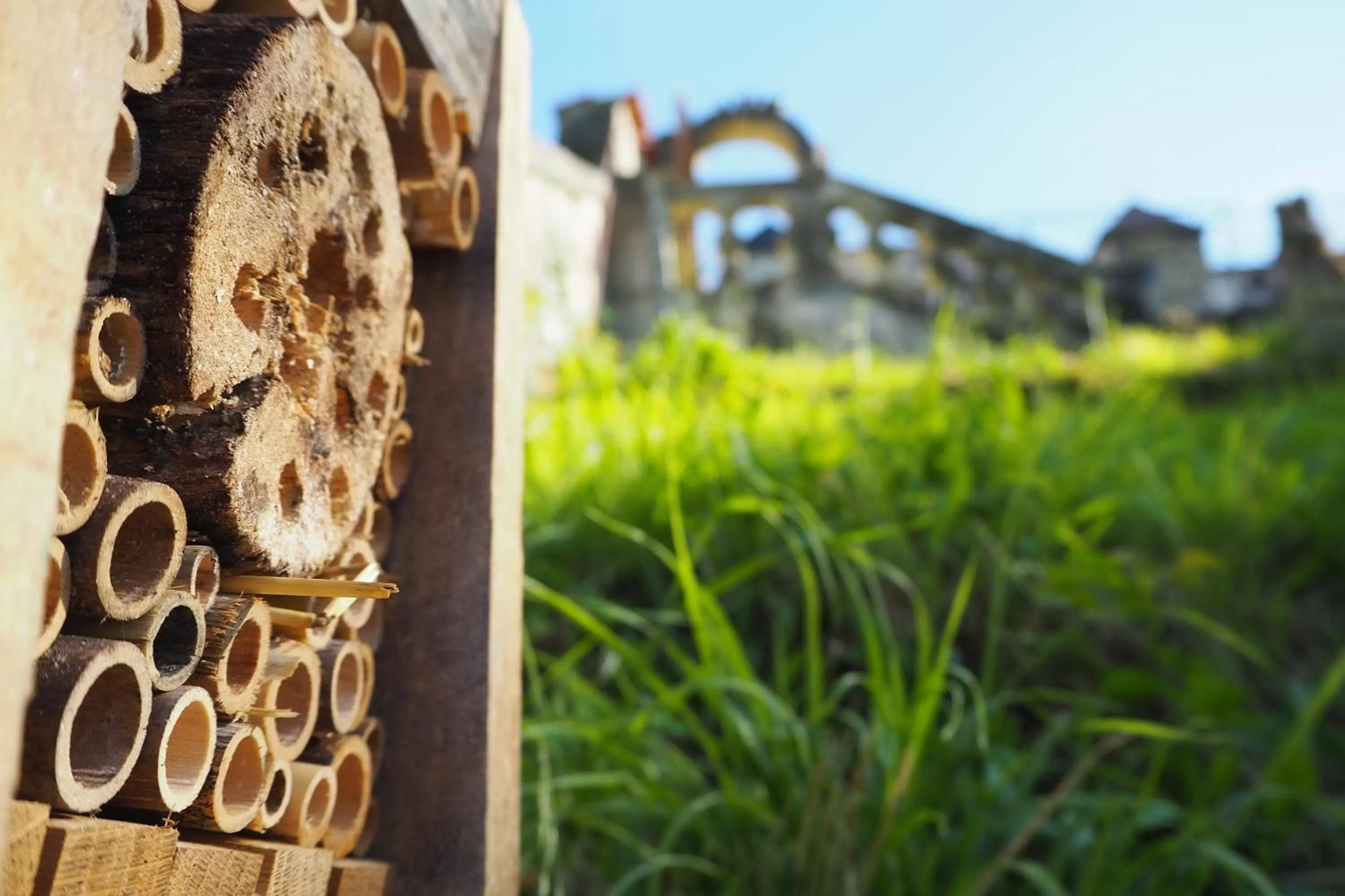 Garden in La Belle Etoile
