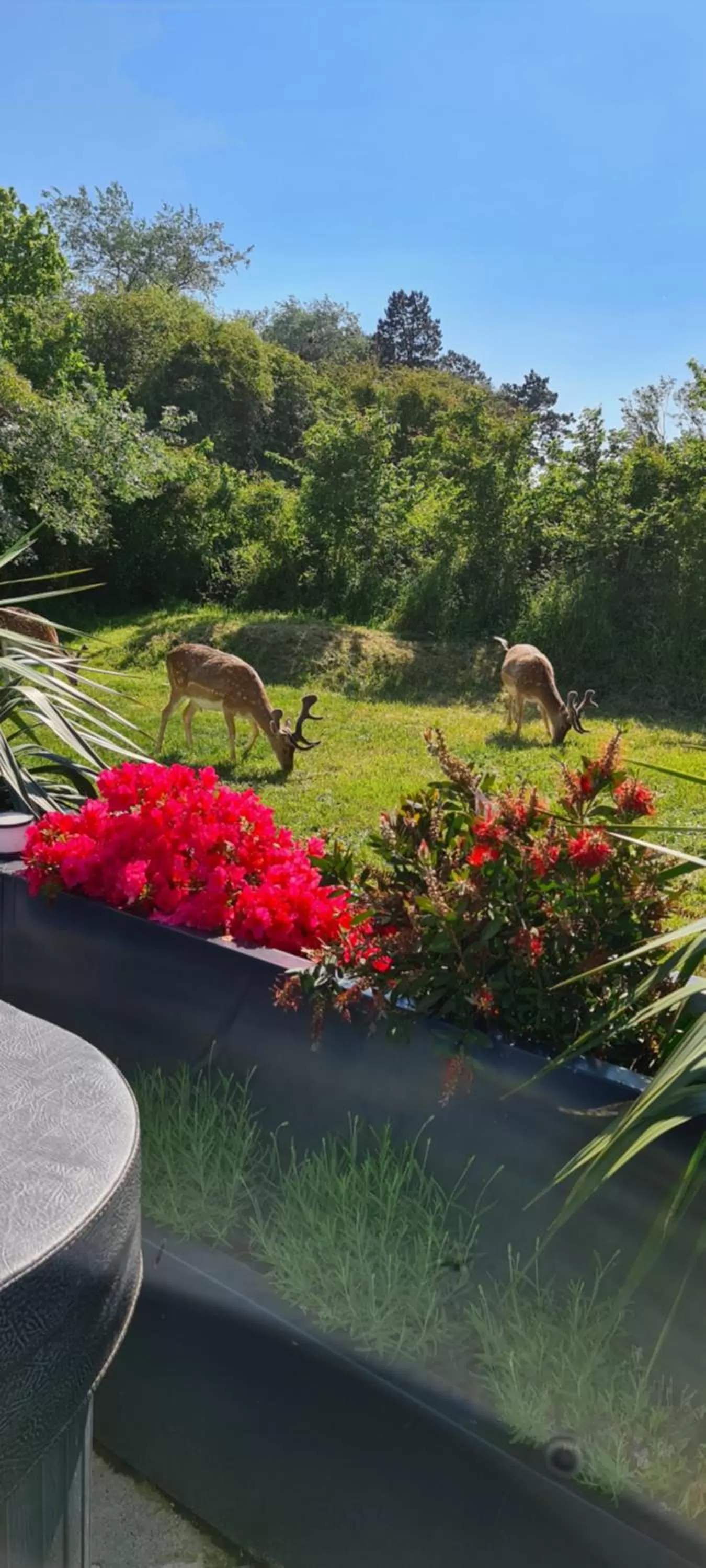 Balcony/Terrace in B&B het duinhuisje met jacuzzi