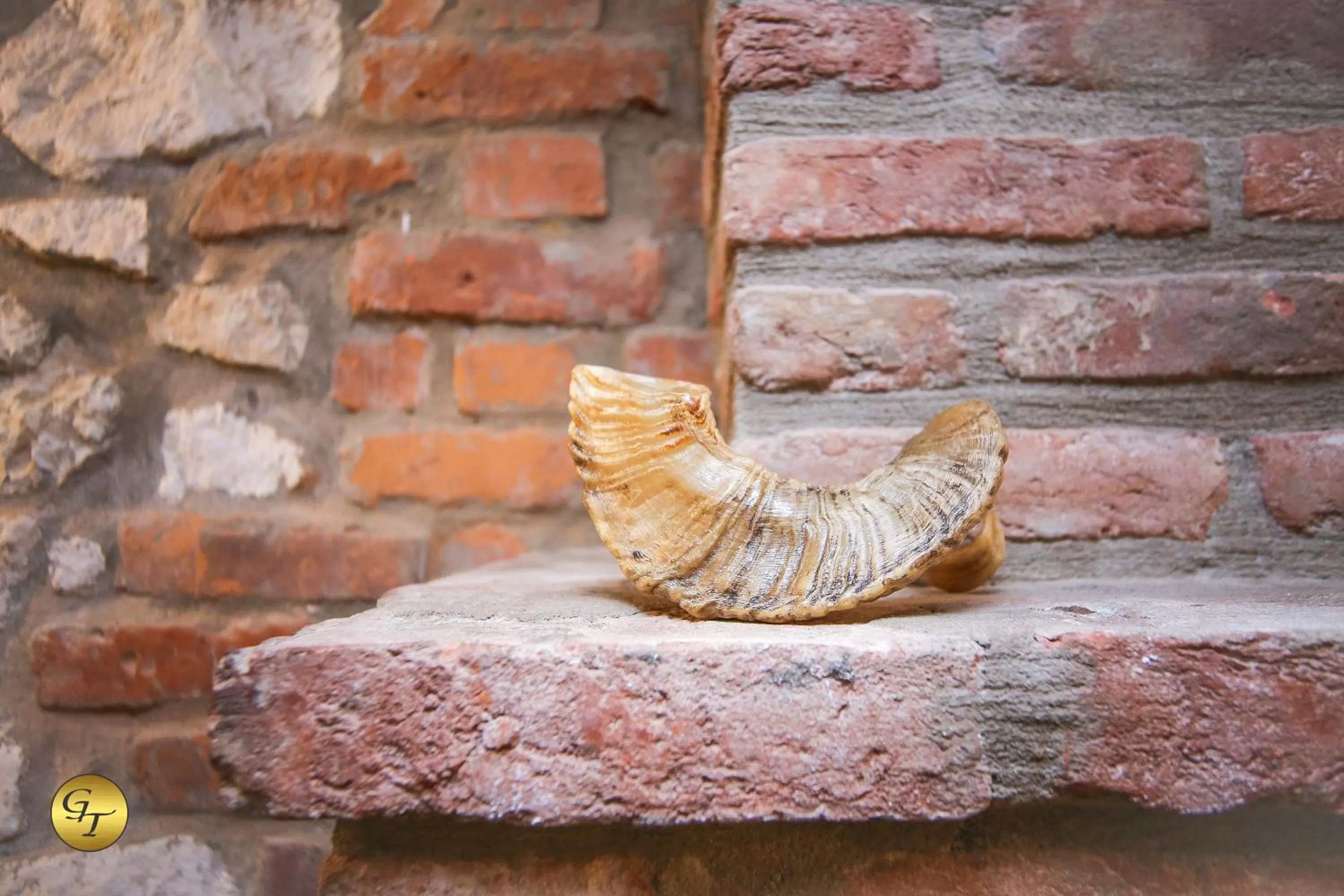 Restaurant/places to eat, Other Animals in Hotel Green Town