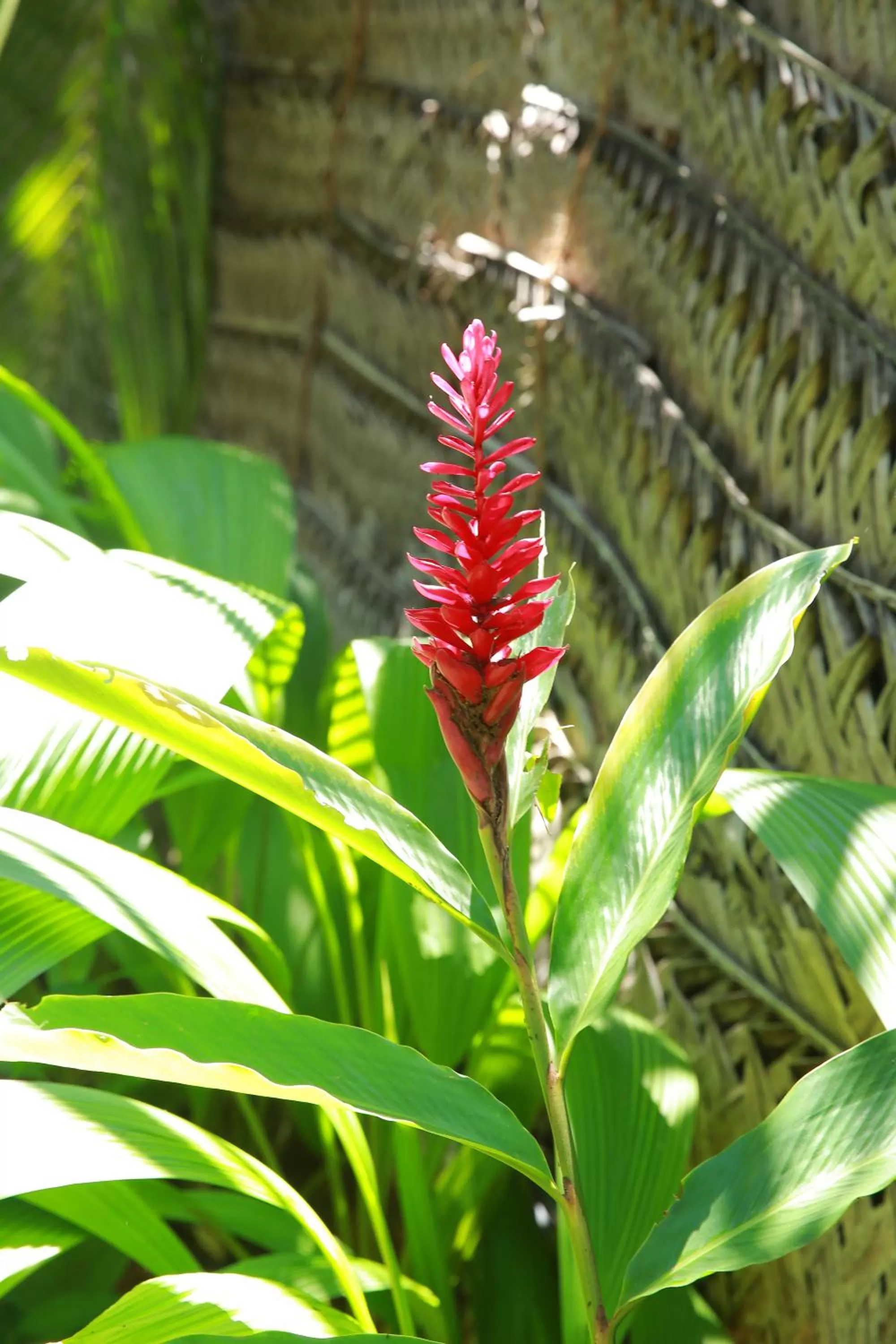 Garden in Limecabanas-srilanka
