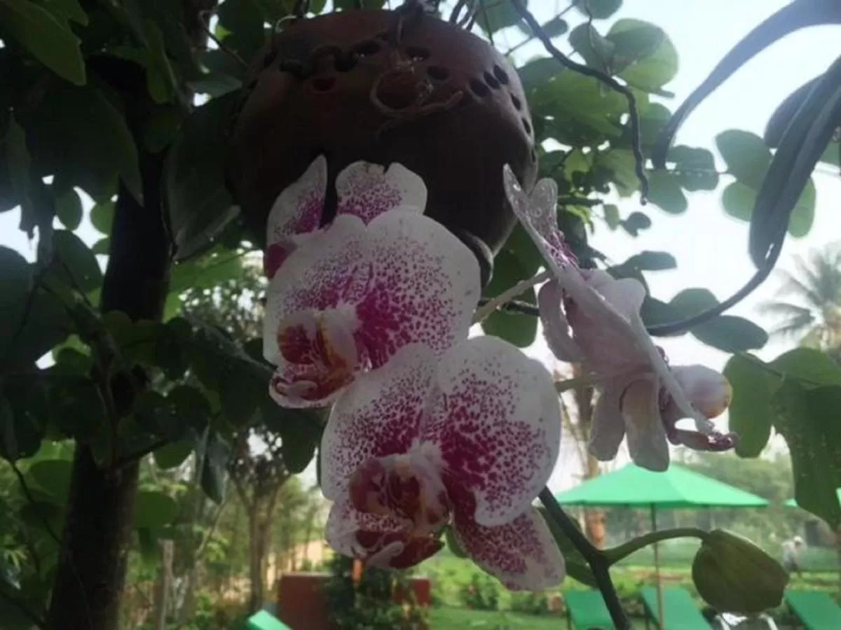 Hoi an Osaka Riverside Villa & Spa