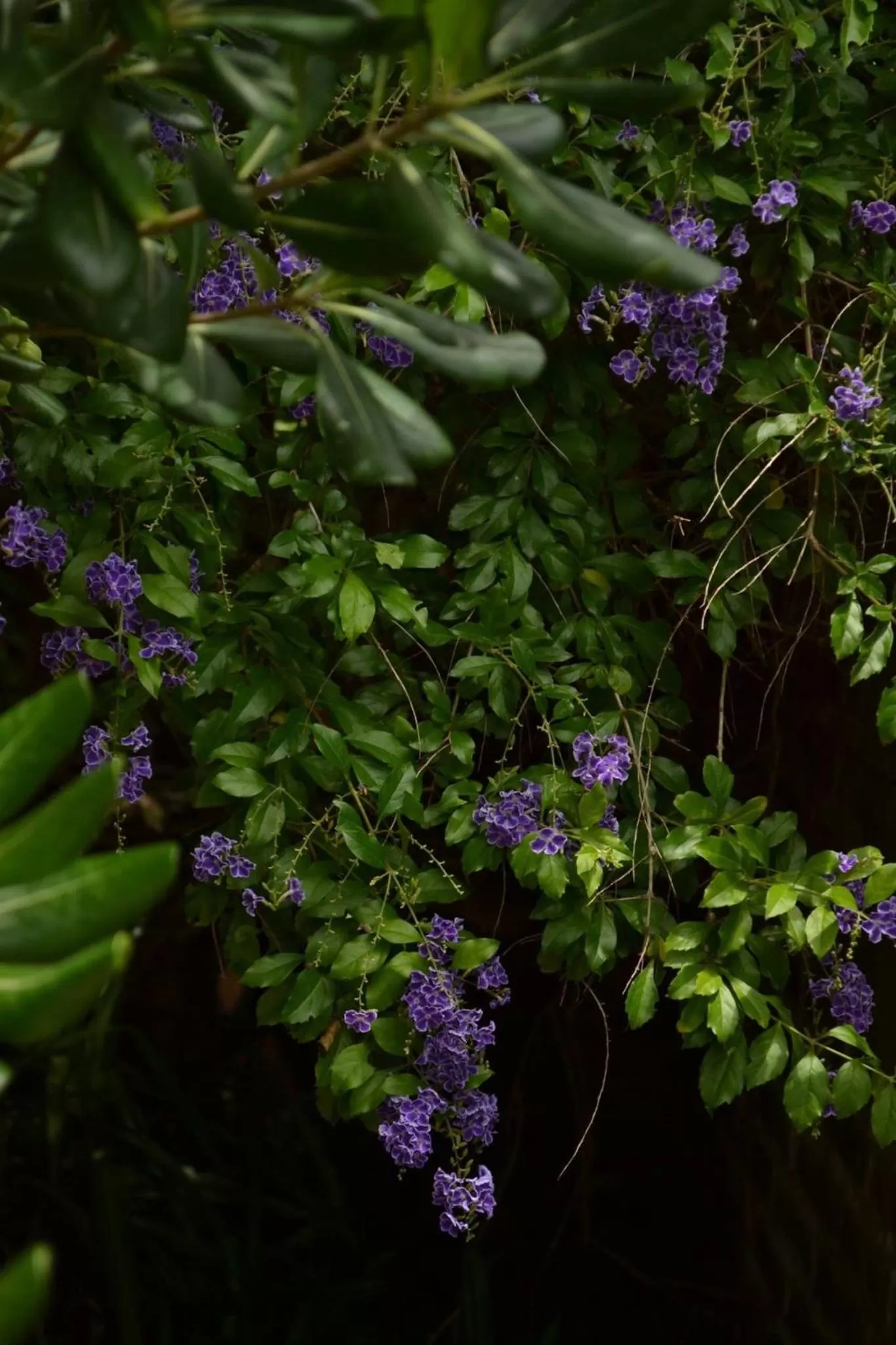 Patio in Costanera Mar Hotel & Suites
