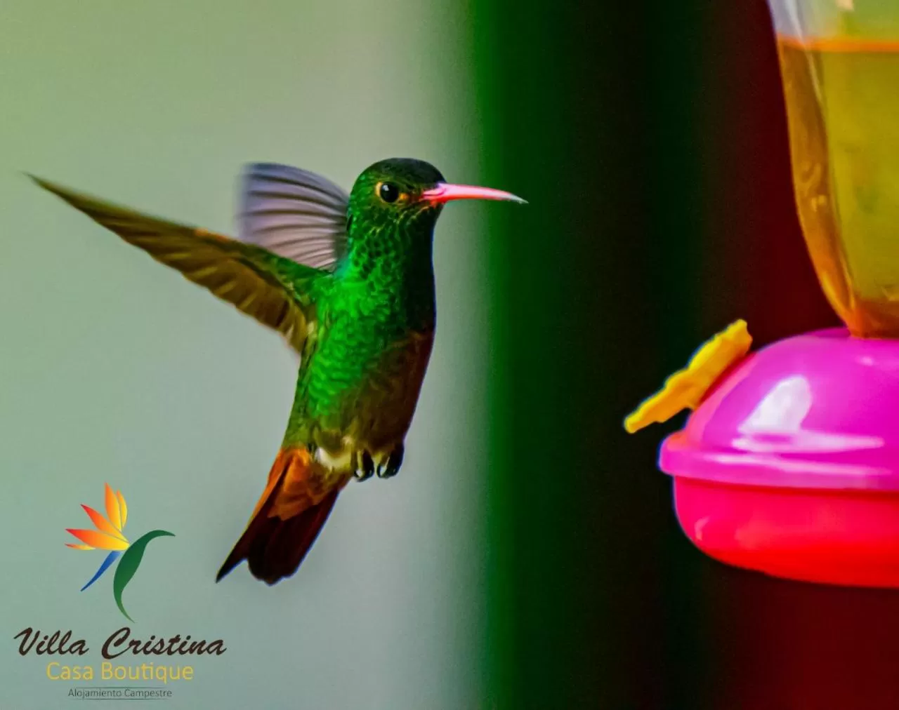 Other Animals in Villa Cristina - Casa Boutique