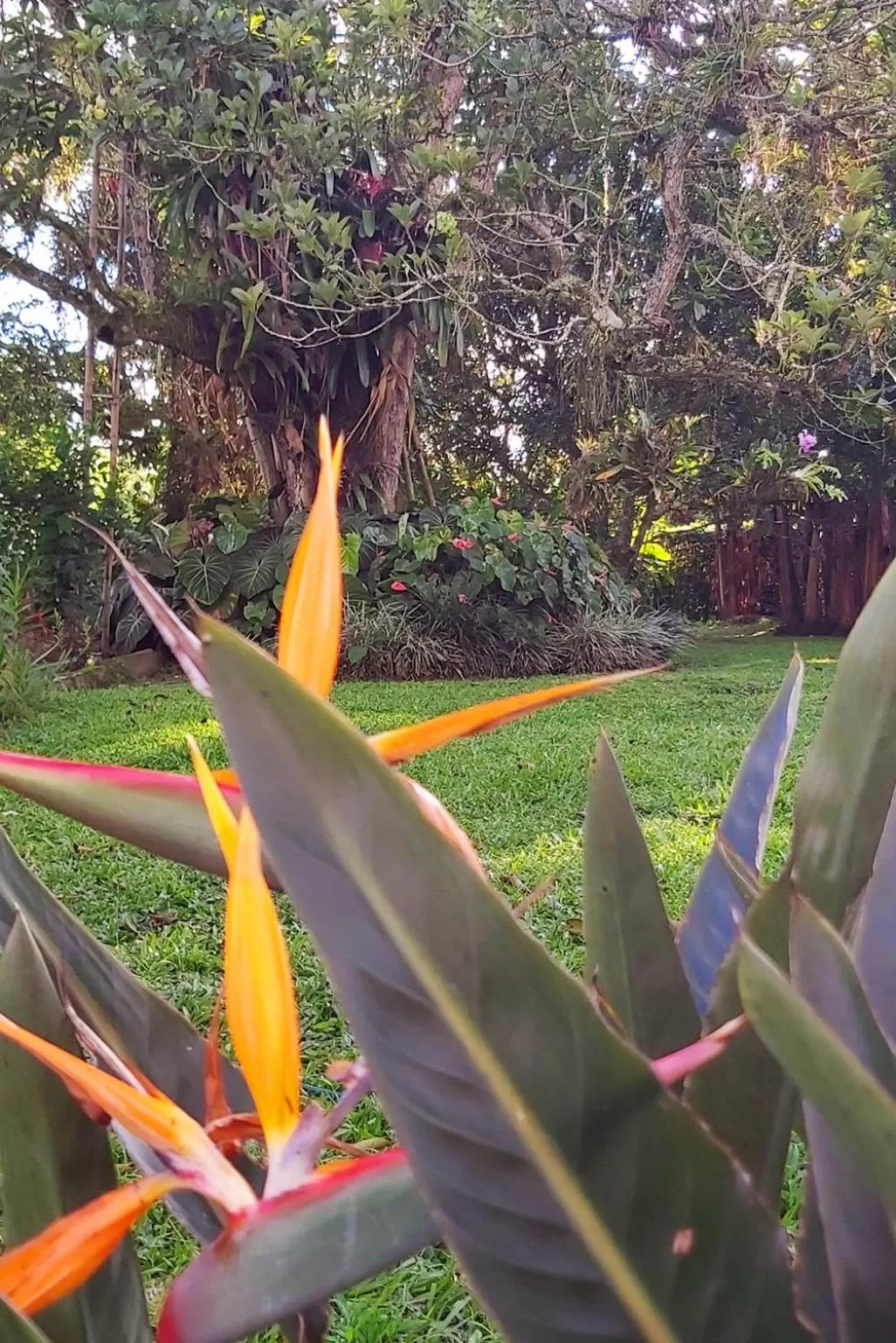 Garden in Balsora Hotel Boutique