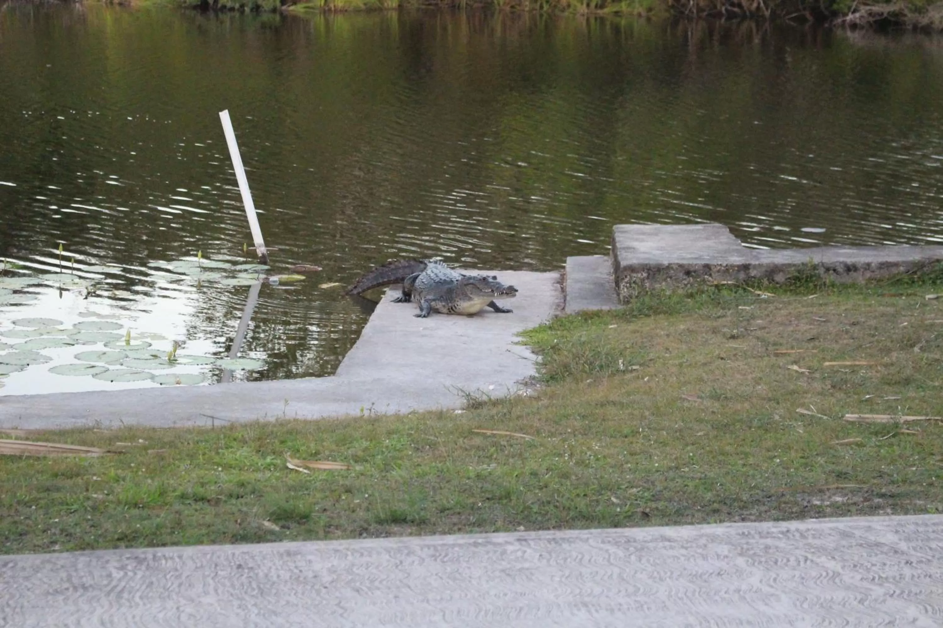 Day, Other Animals in Lamanai Riverside Retreat