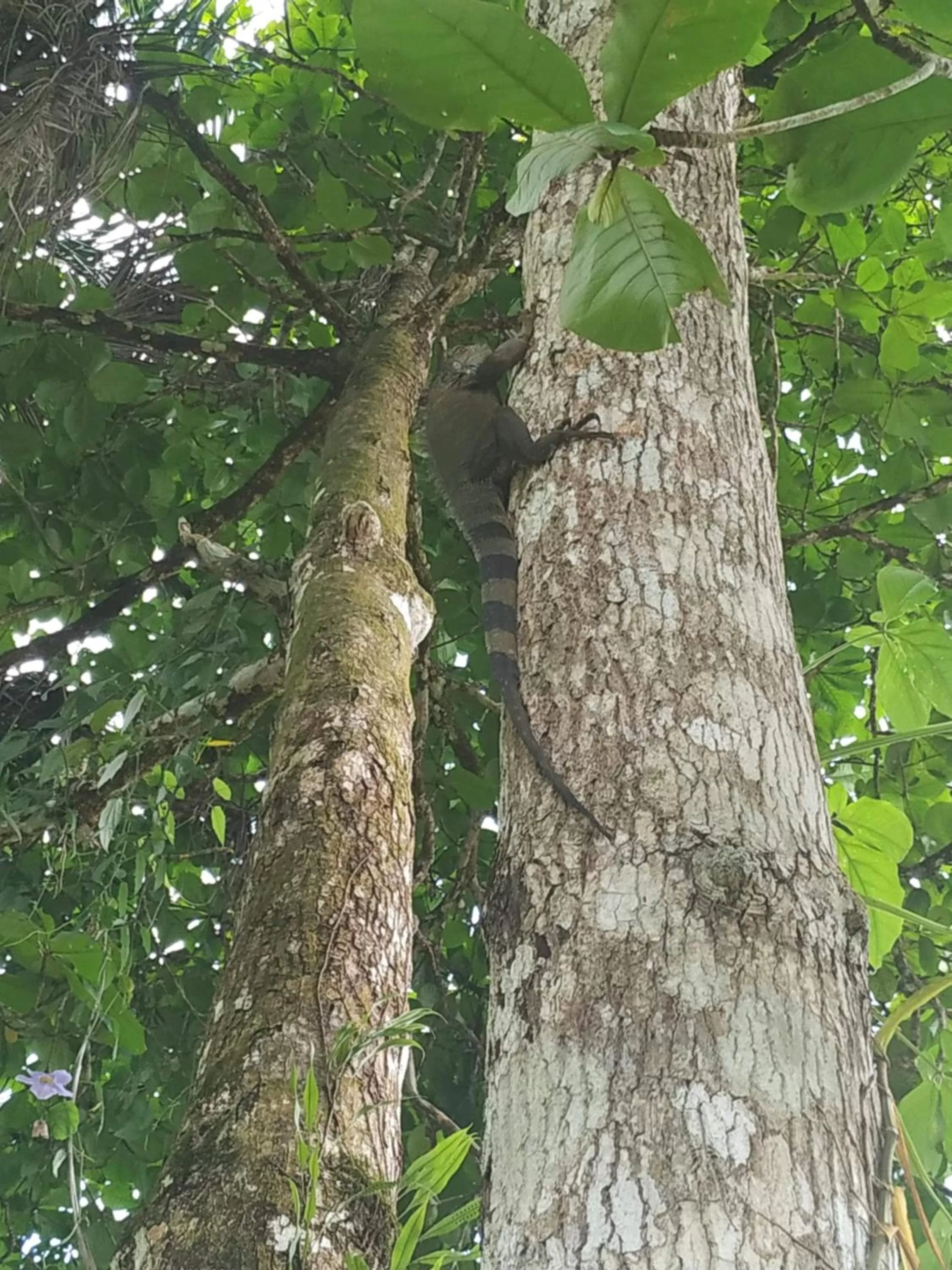 Other Animals in La Luciernaga Big Creek