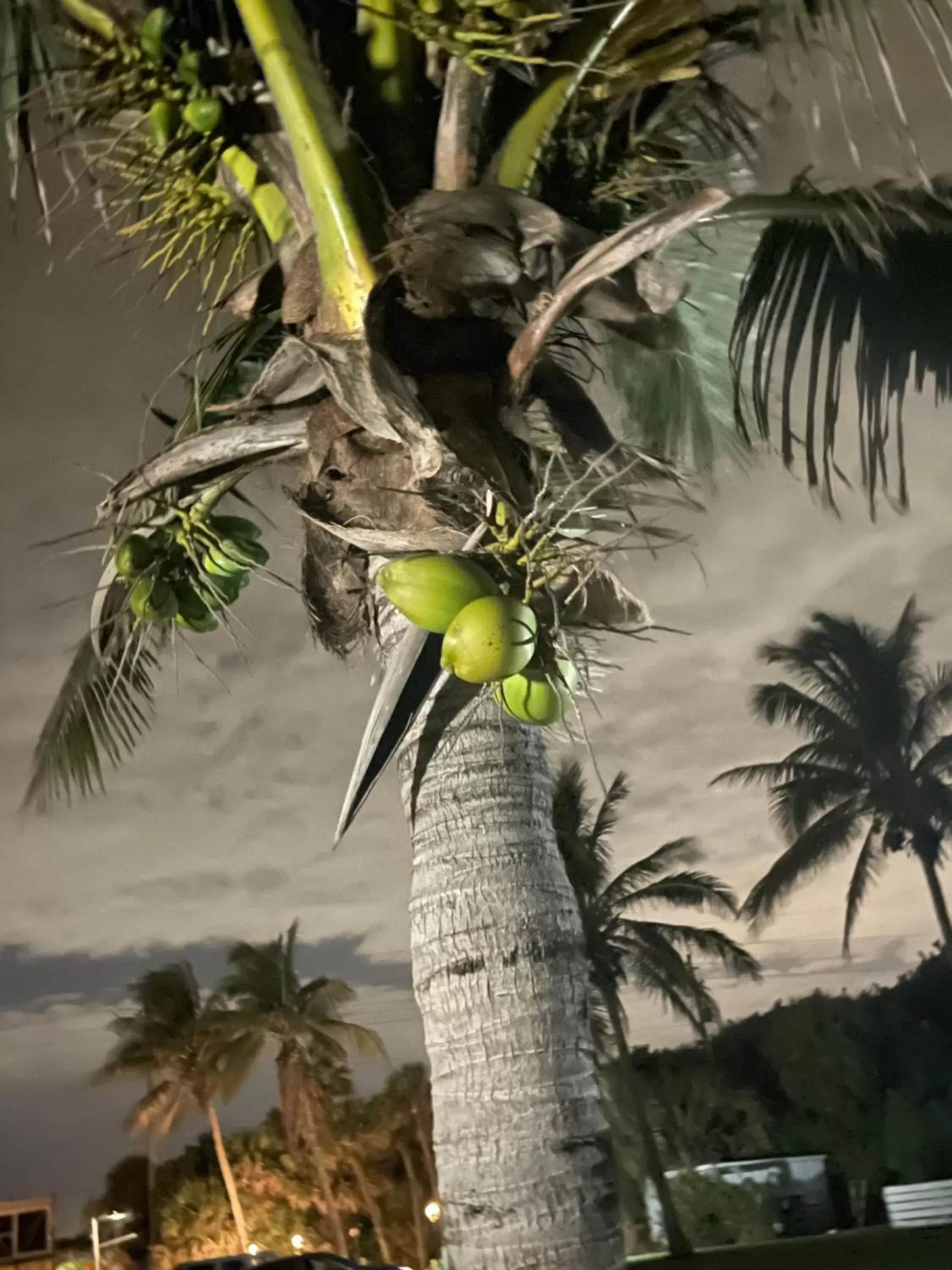 Surf Studio Beach Resort