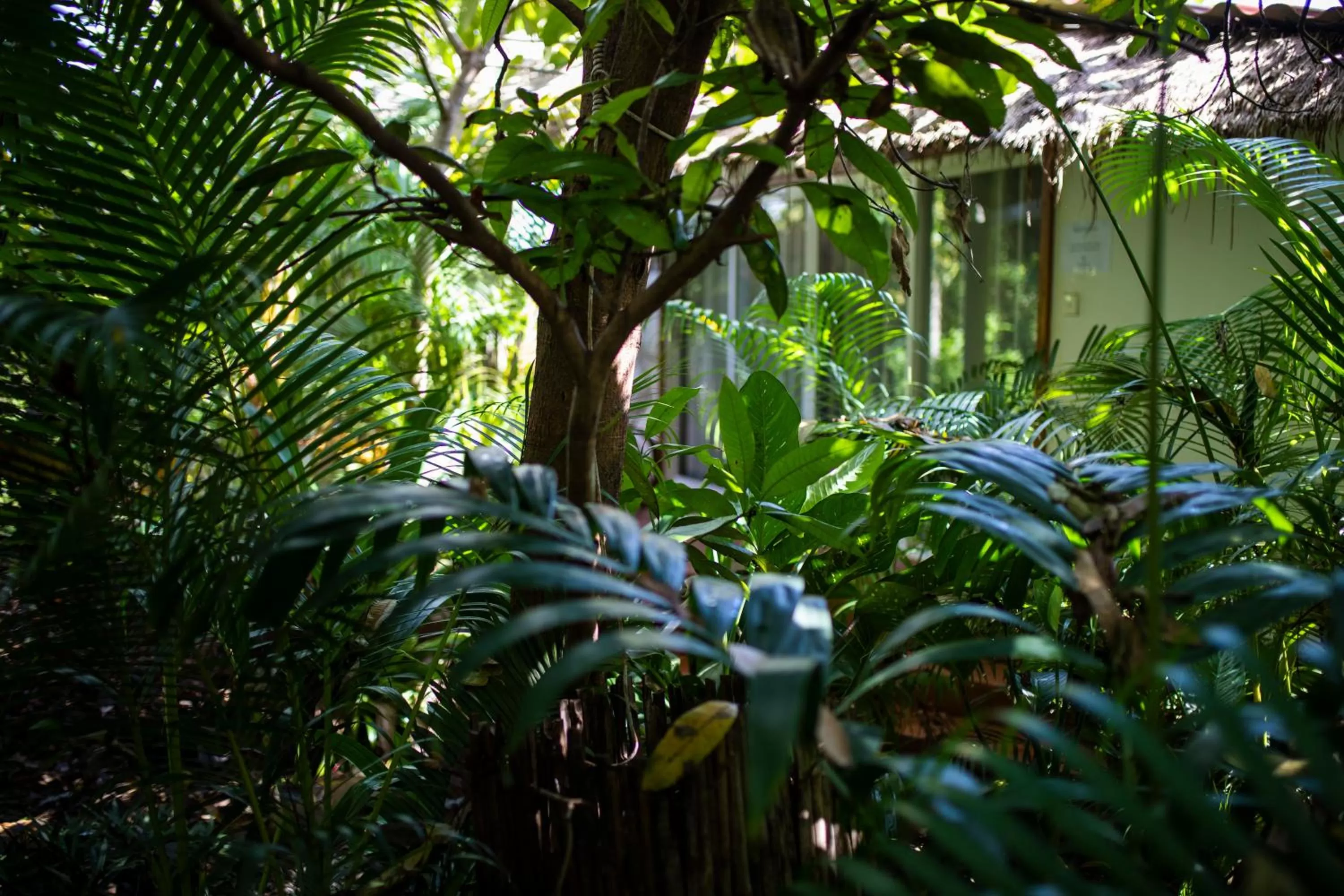 Garden in Sabay Beach