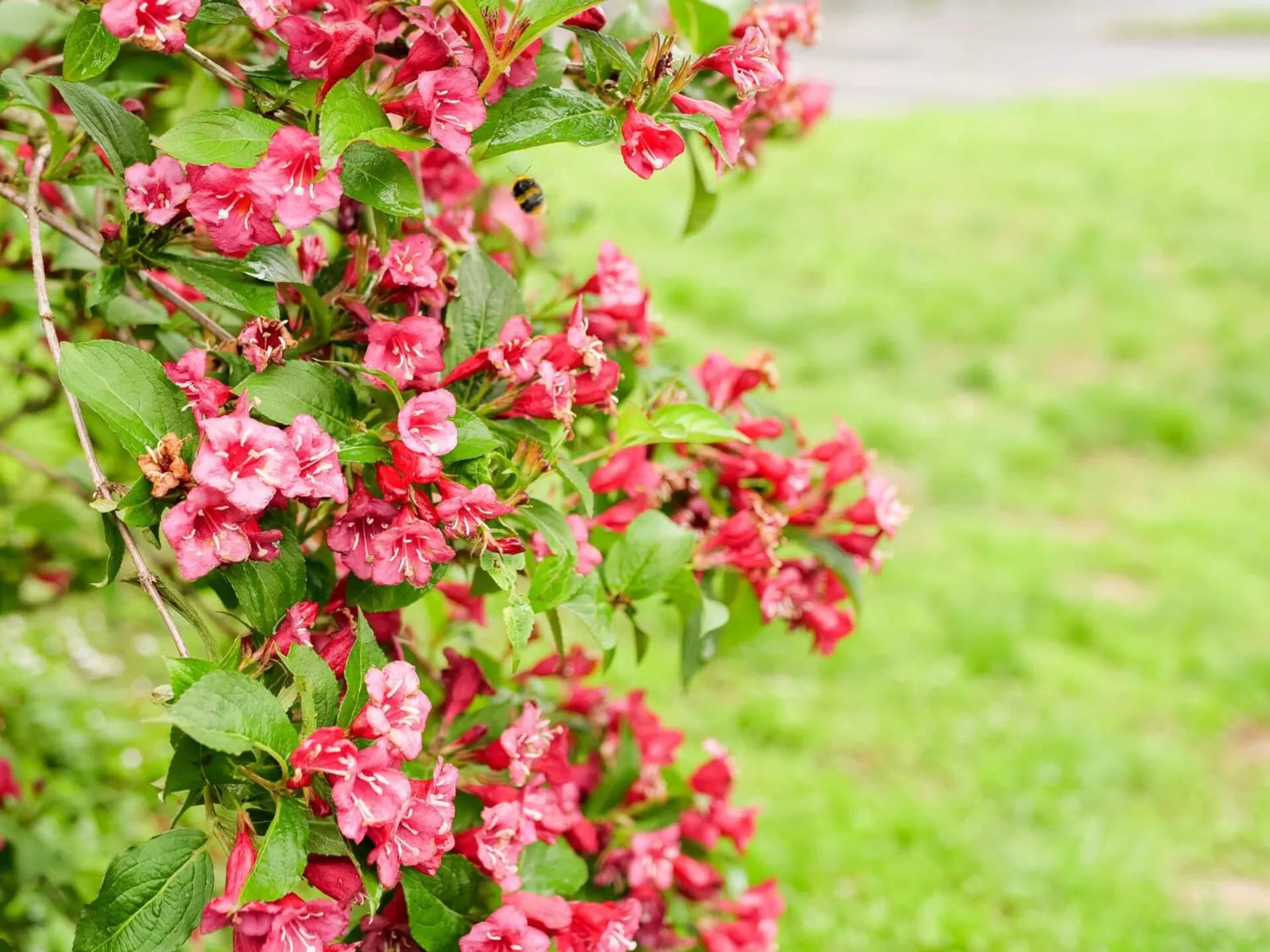 Spring in Hotel du Parc - Chantepie