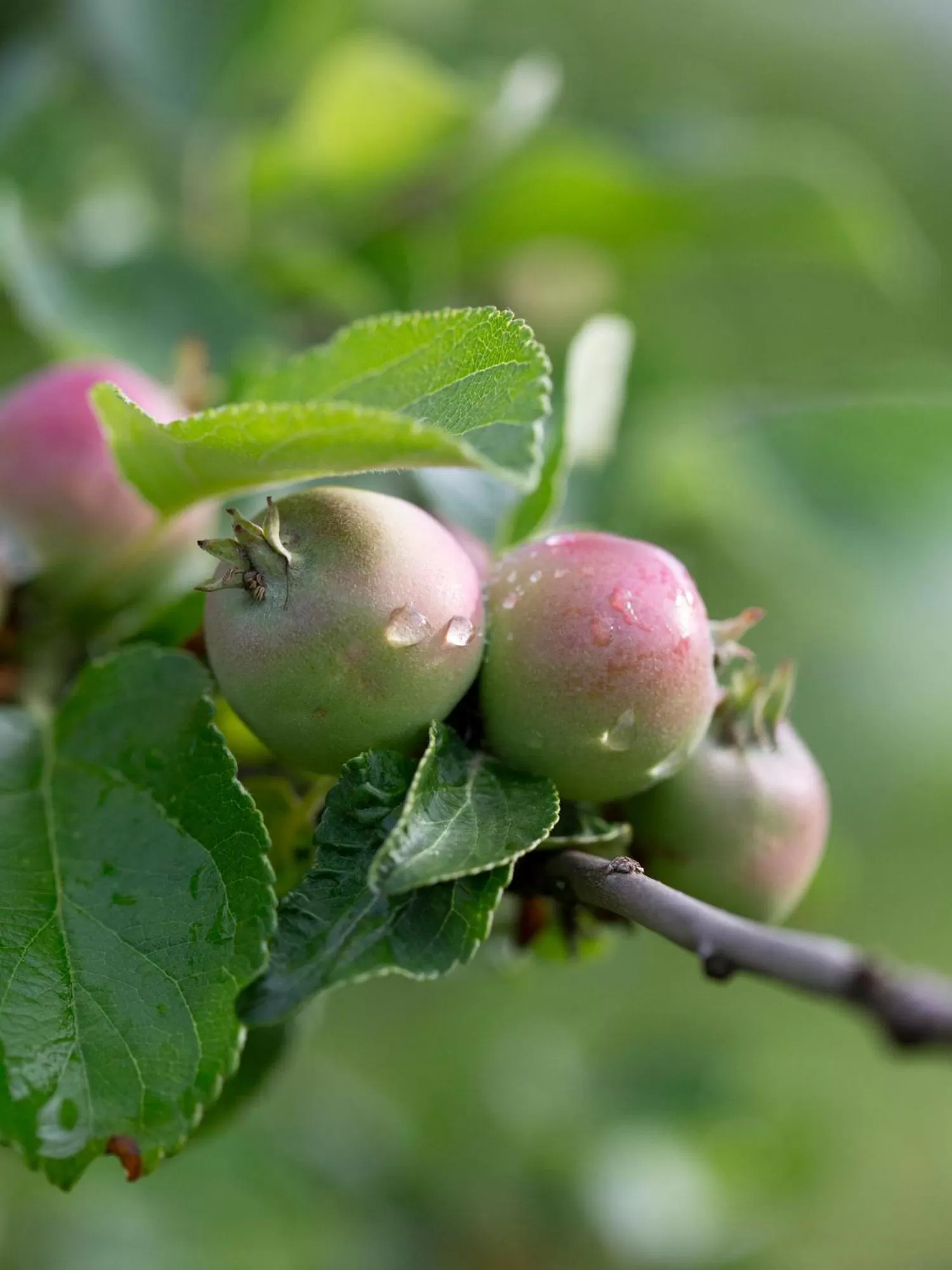 Garden, Food in Sikfors Herrgård