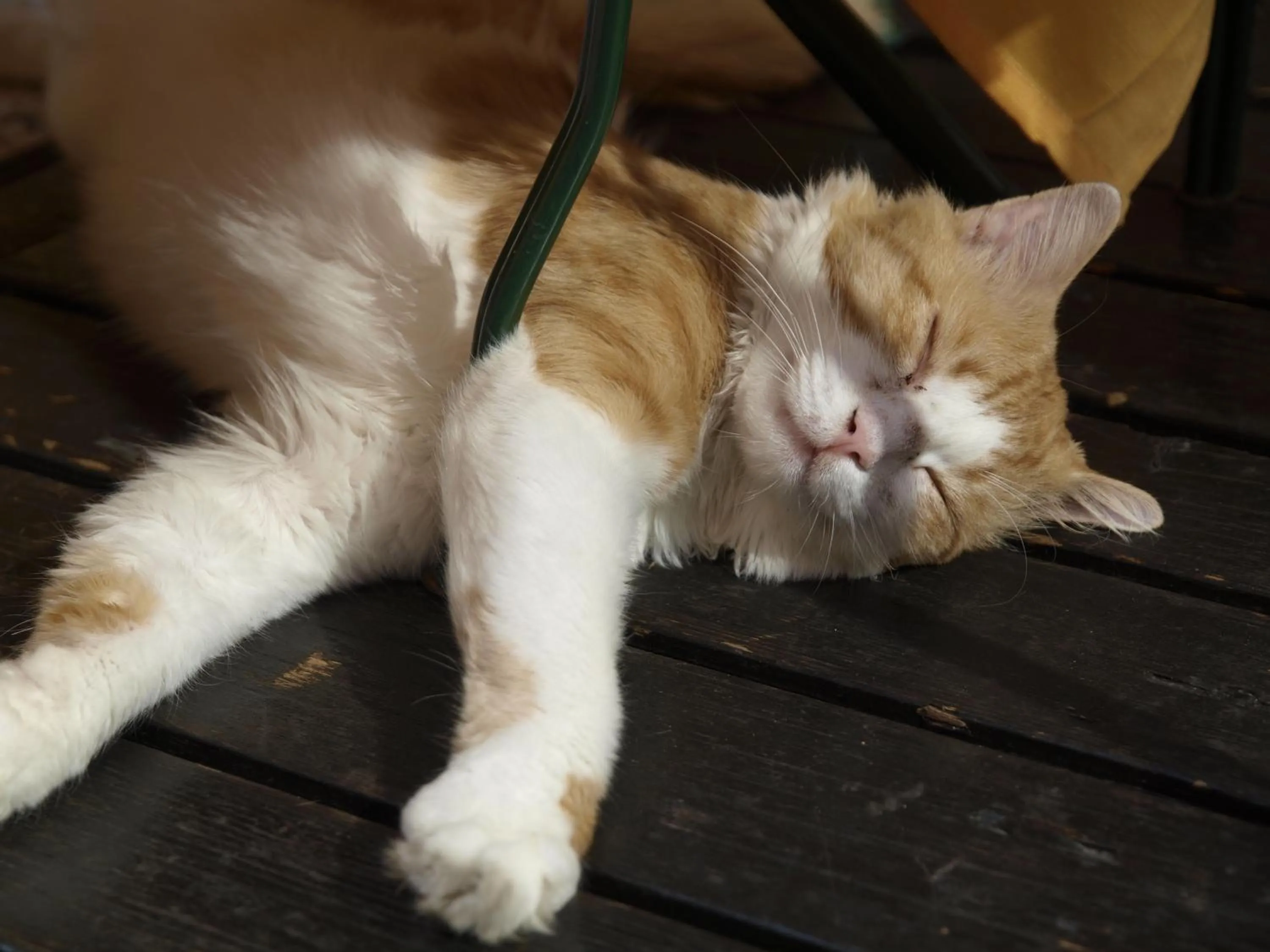 Pets in Hotel San Filis