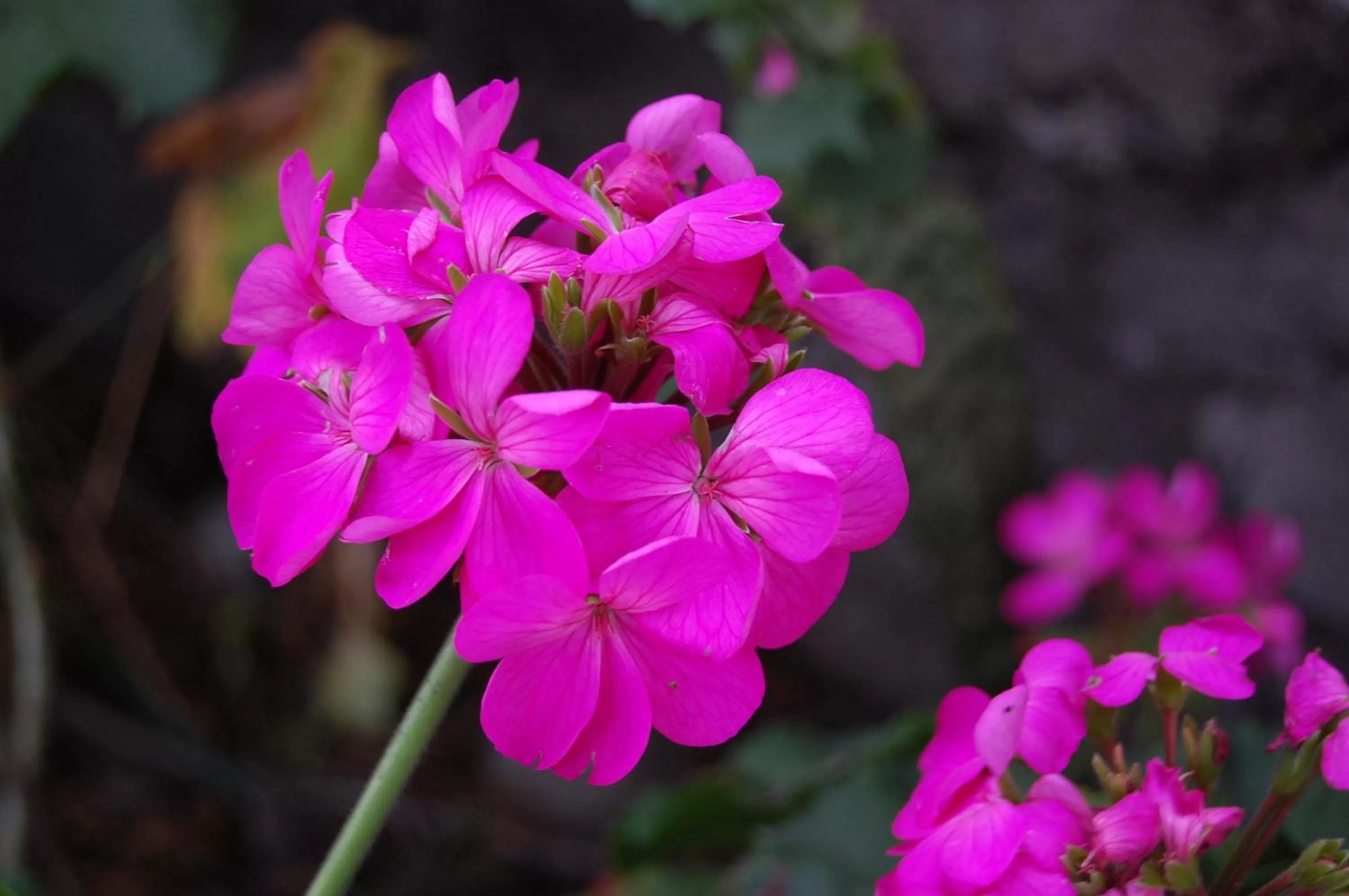 Garden in Apartamentos Otorongo Cuenca Ecuador