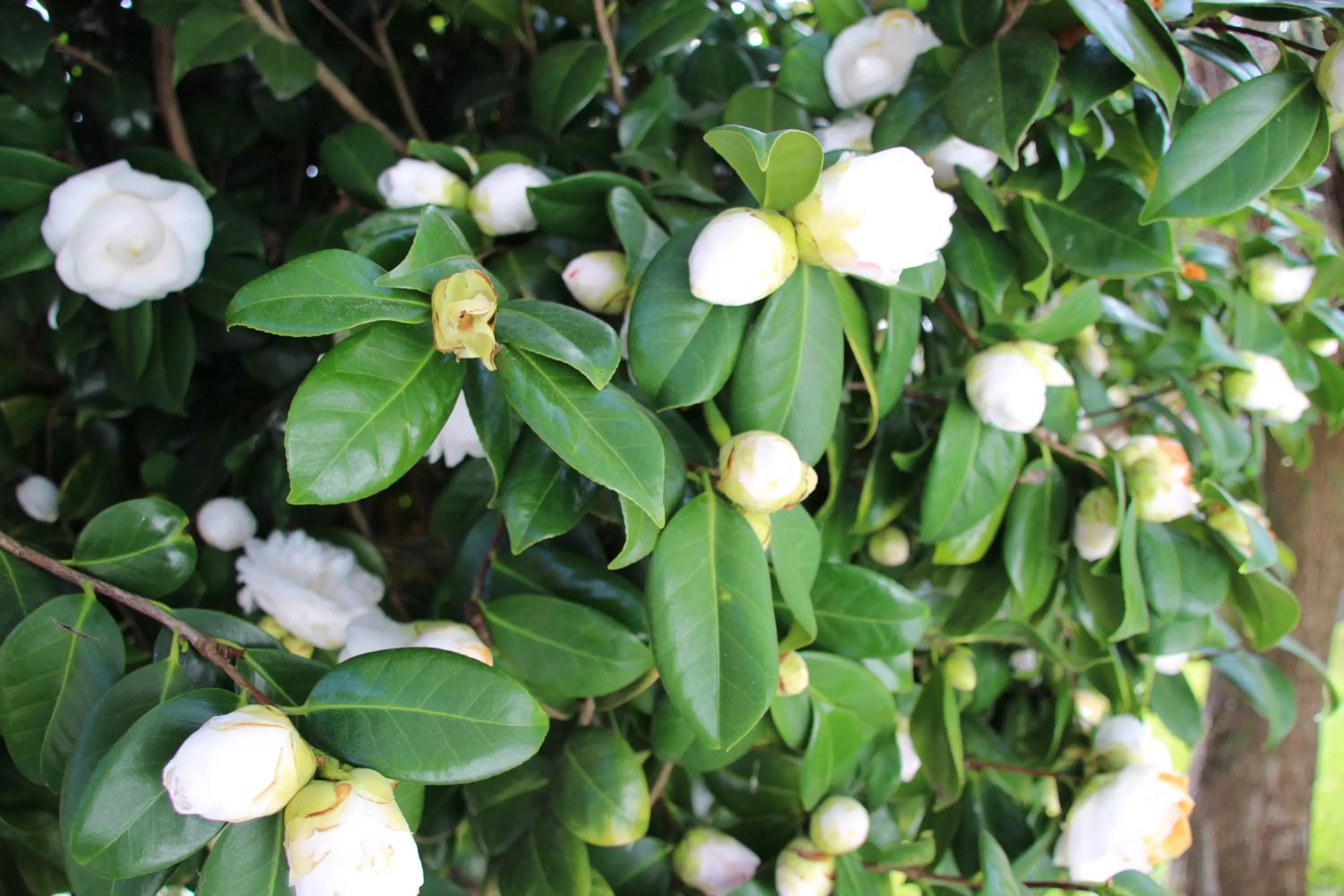 Garden in B&B Villa Branca Barreiros AL98139