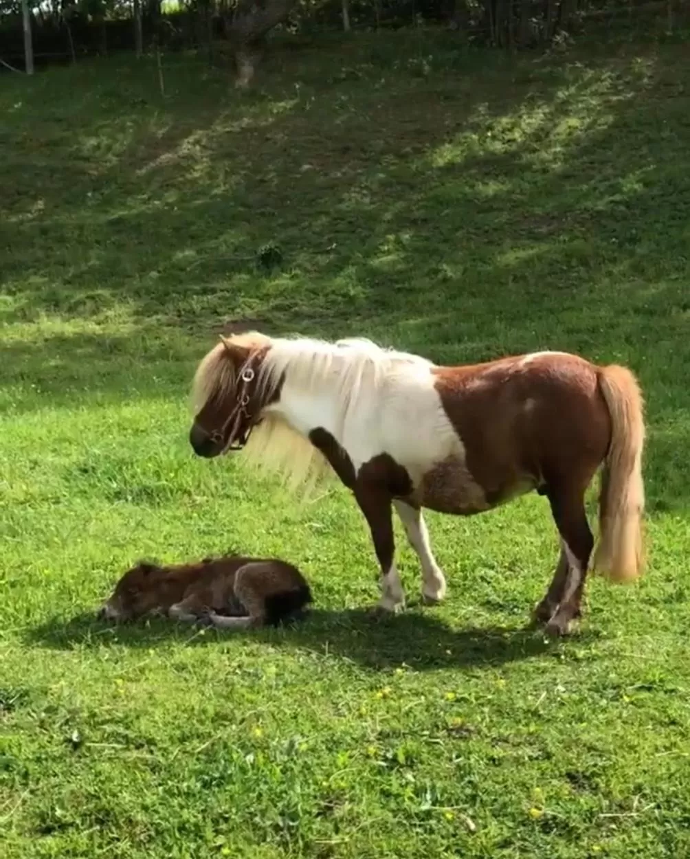 Animals in Pensiunea SilvAnka