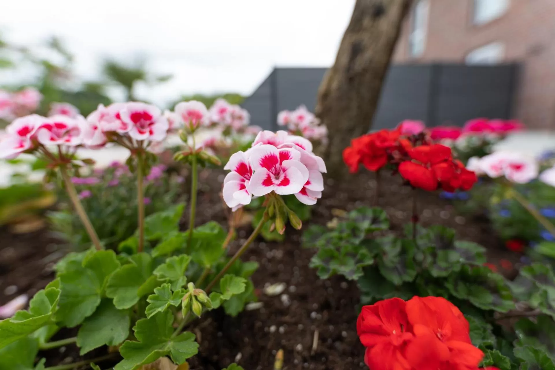 Spring in Hotel & Restaurant Sparta