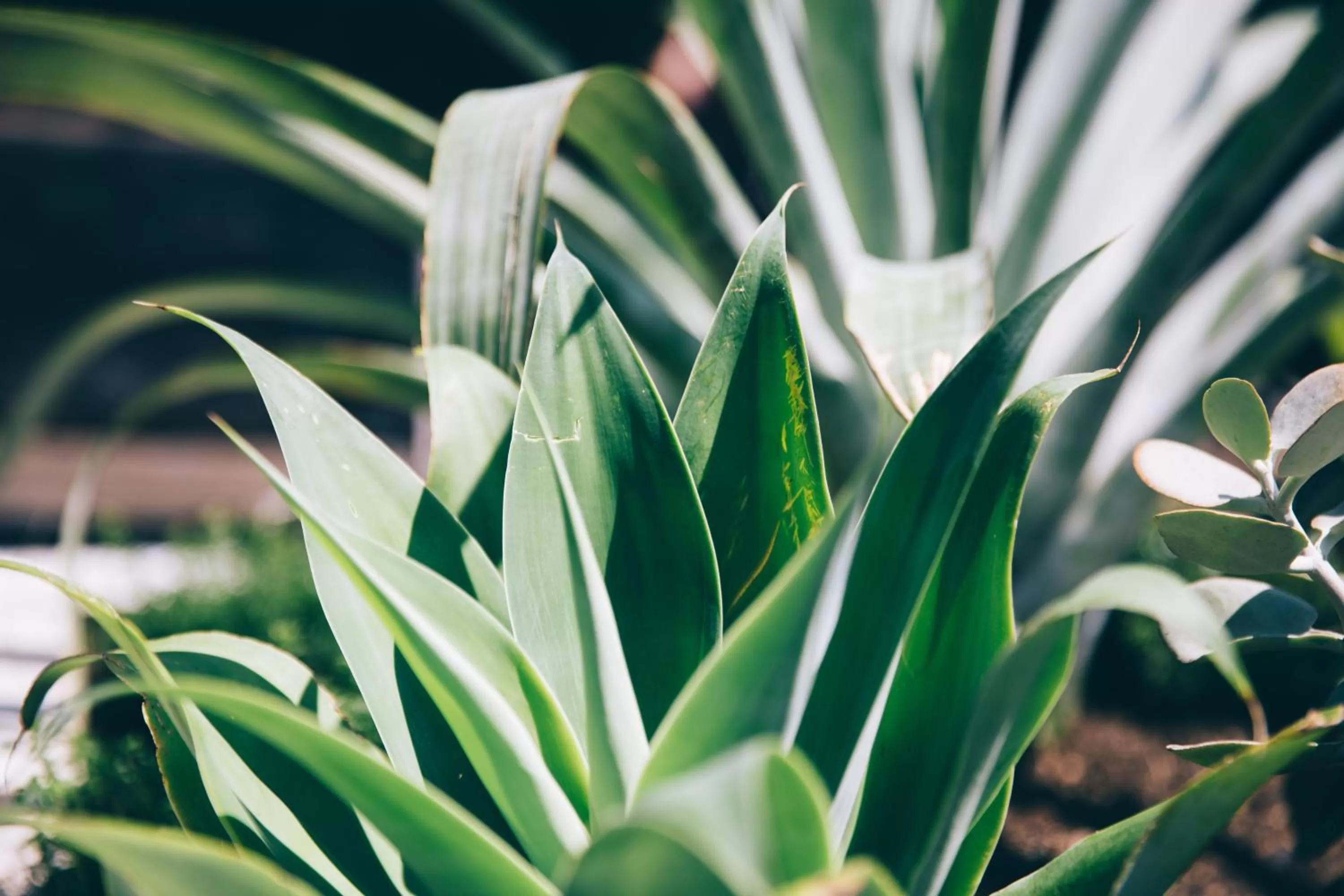 Garden in Coogee Bay Boutique Hotel